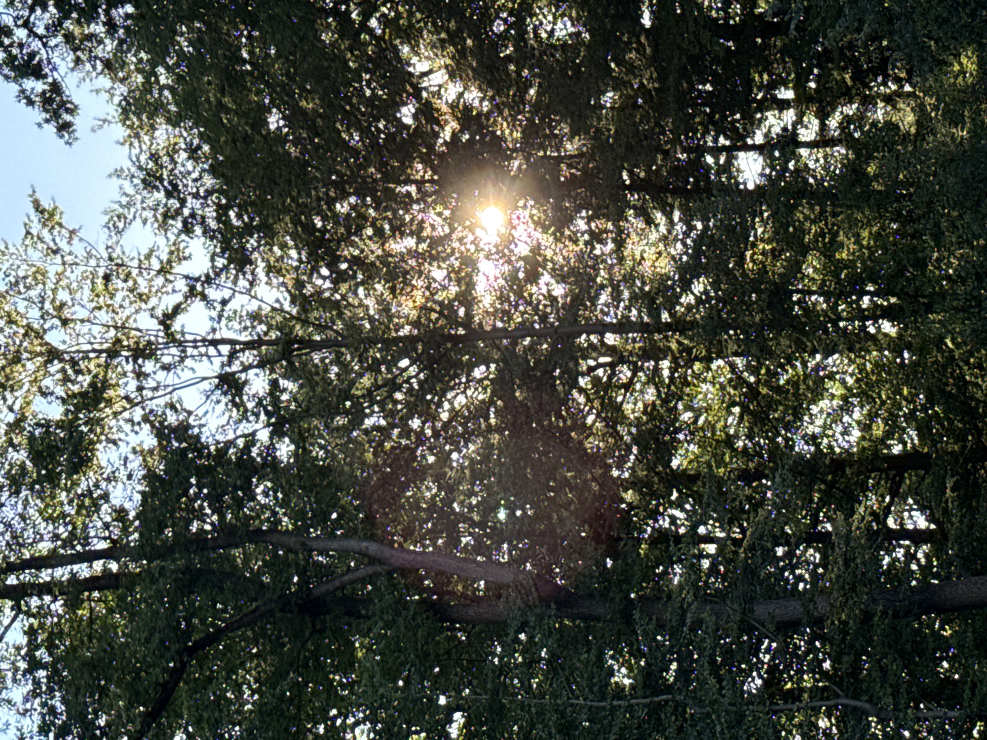 The image shows a view looking up into a dense canopy of trees with the sun shining through the leaves, creating a dappled light effect. The sun is visible as a bright orb in the upper right quadrant of the image, with visible rays of light extending outwards. The leaves are a vibrant green, and the sky is a clear blue. The scene appears to be a natural environment, likely a forest or park. No people, animals, or man-made structures are visible. This image was taken on the street named "Steinfeld," located in the town of Bad Sachsa, Germany.