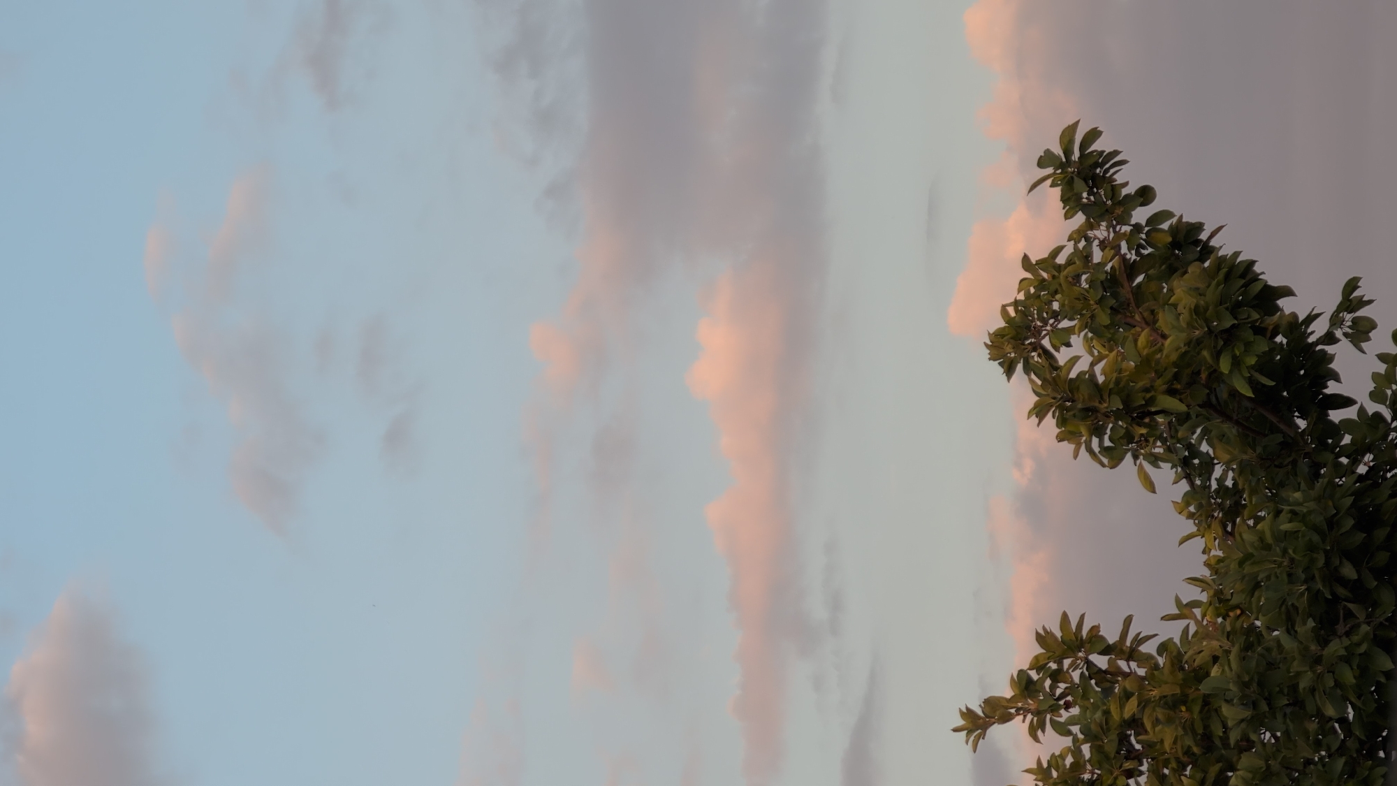 This is a vertical, eye-level shot of a tree canopy against a soft, pastel sky at dusk. The sky is a gradient of pale blue near the top, transitioning to a muted pink and grey near the horizon. Wispy clouds are scattered across the sky, some catching the last rays of sunlight and appearing tinged with pink. The top branches of a dense, green tree are prominent in the foreground, framing the lower part of the sky. The leaves are dark green, with some branches extending upwards and outwards. The scene appears to be set in a park or garden, as there is no indication of urban infrastructure. The image does not depict any people or specific landmarks that would identify its location within Izmail, Ukraine.