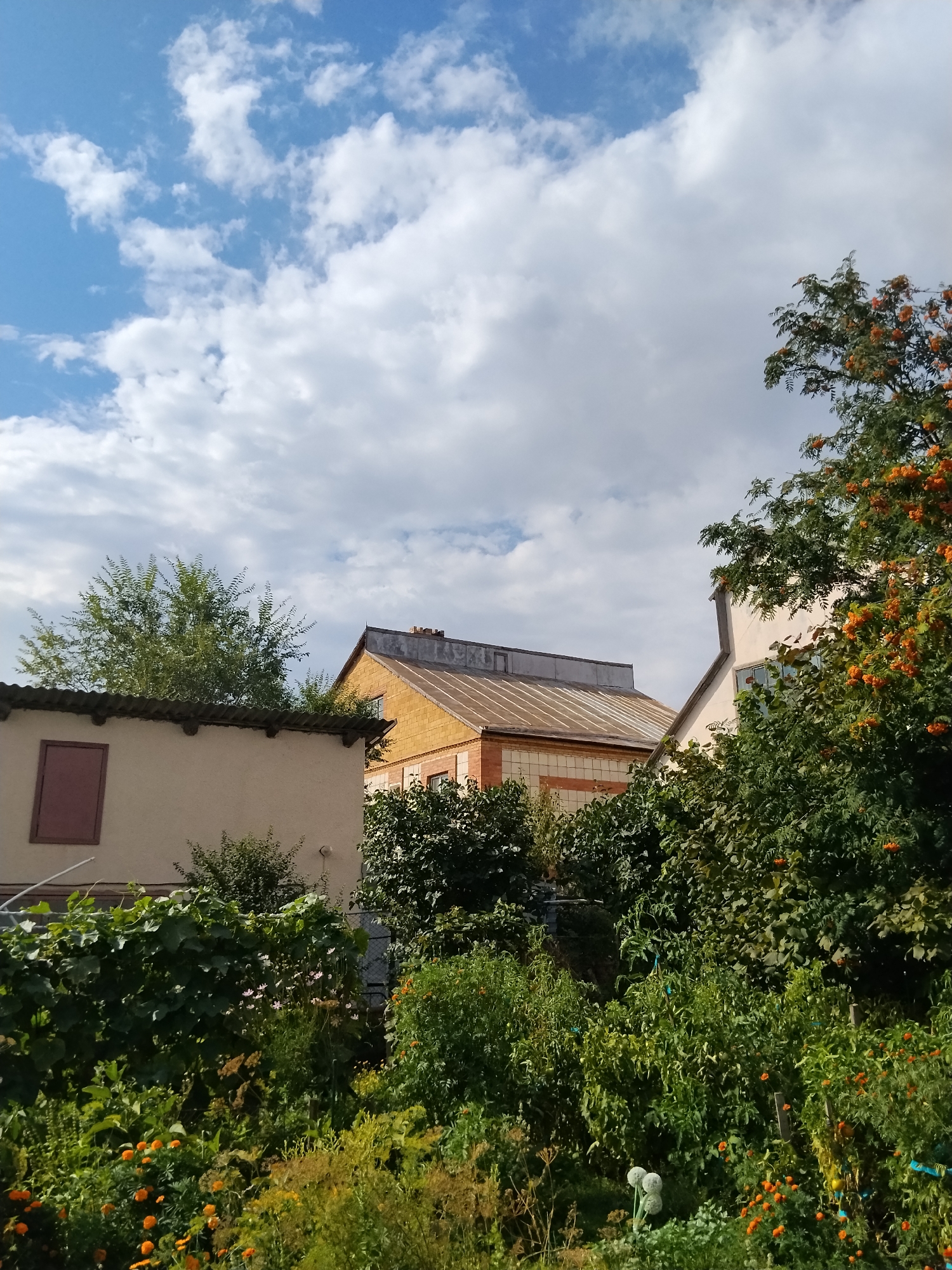 The image depicts a residential area in Kokshetau, Kazakhstan, with a focus on buildings and vegetation. In the foreground, a lush garden is visible, filled with a variety of plants, including green leafy bushes, vines, and flowering plants with orange and pink blossoms. Several buildings are present, including a light-colored structure with a dark red window in the left foreground, and a larger, older building with a distinctive ribbed metal roof and yellow brick accents in the background. To the right, another building with a light-colored facade is partially obscured by a tree laden with clusters of orange berries, likely rowan berries. The sky above is a mix of blue and white clouds, suggesting fair weather. The scene appears to be a tranquil, semi-urban or suburban environment during daylight.