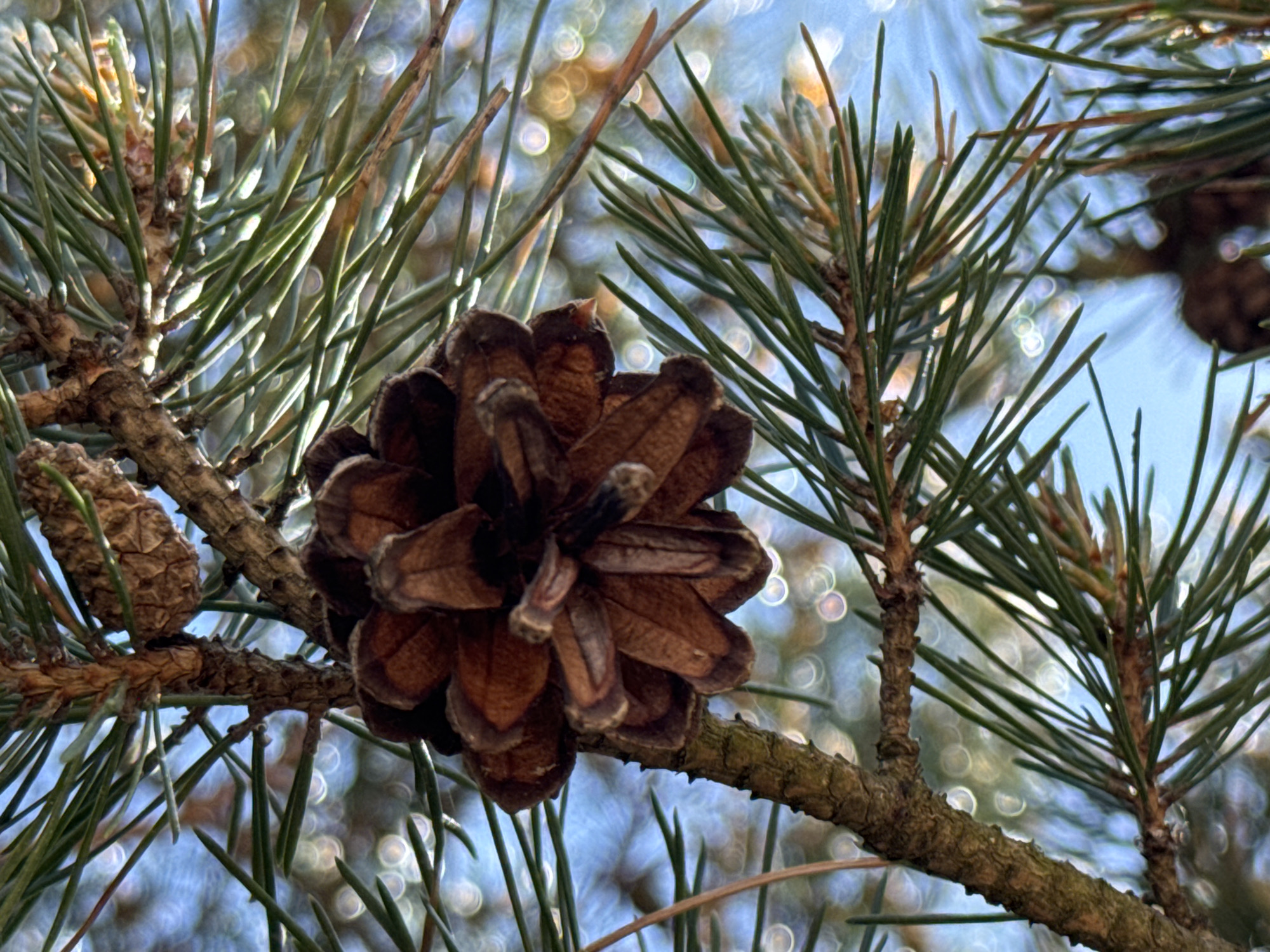 A close-up photograph depicts a conifer tree branch, identified as pine, against a bokeh-blurred blue sky. A large, open brown pine cone is prominently positioned in the center, attached to a textured brown branch. A second, smaller, closed pine cone is partially visible on an adjacent branch in the upper right quadrant. Numerous vibrant green pine needles extend from the branches, with some displaying subtle light reflections. The background consists of circular bokeh highlights, predominantly white, light blue, and yellow-orange, indicating diffused light sources. The scene is located in the city of Zelenaya Roshcha, Russia. No people or animals are visible.