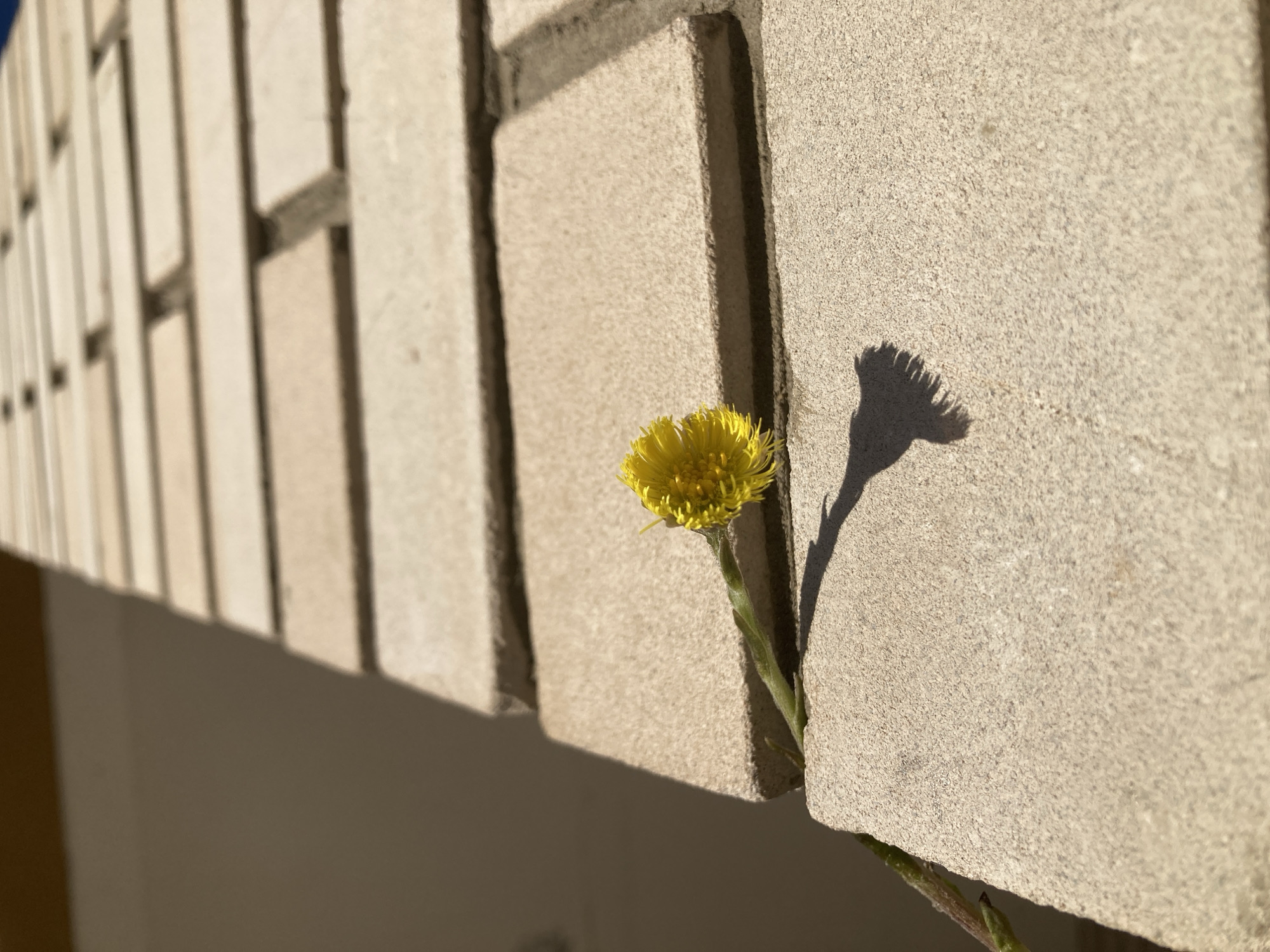 The image presents a close-up view of a single, vibrant yellow flower, reminiscent of a dandelion or colt's foot, pushing its way through a narrow crevice in a wall. The flower, with its numerous small petals, is positioned in the middle-right of the frame, its green stem visible as it emerges from between two light-colored, rectangular blocks.
The wall itself is constructed from textured, possibly concrete or stone, bricks arranged in a regular pattern. The bricks in the foreground are sharply defined, showcasing their rough surface and the dark mortar lines between them, while the bricks receding into the background on the left are blurred, creating a shallow depth of field.
Strong, directional sunlight bathes the scene, casting prominent shadows. The flower's head and stem cast a distinct, elongated shadow onto the adjacent brick surface to its right, indicating a low sun angle, likely early morning or late afternoon. The clear lighting suggests bright, sunny weather. The overall impression is one of nature's resilience, with the delicate flower thriving in an urban, man-made structure. No visible text is present in the image. This scene is situated in Chaikovsky, Russia.