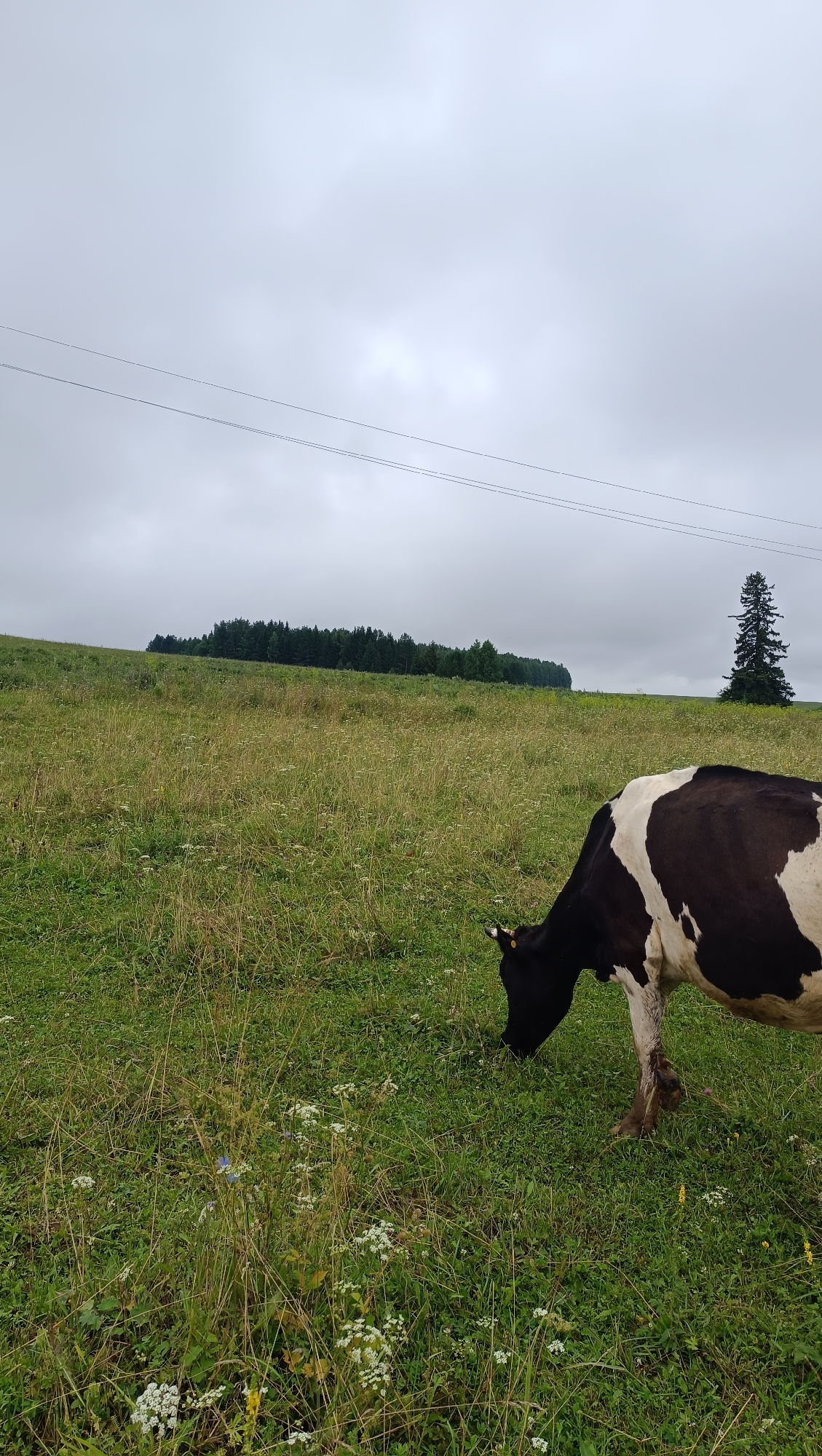 A black and white cow is grazing in a grassy field under an overcast sky. The field is uneven, with tall grass and scattered white wildflowers. In the background, a dense line of dark green trees forms a treeline across the horizon. To the right of the trees, a tall, dark green pine tree stands alone on a slight rise. Two parallel power lines stretch horizontally across the upper portion of the image, disappearing into the distance. The scene appears to be a rural landscape, likely in the city of Karsha, Russia, given the context provided.
