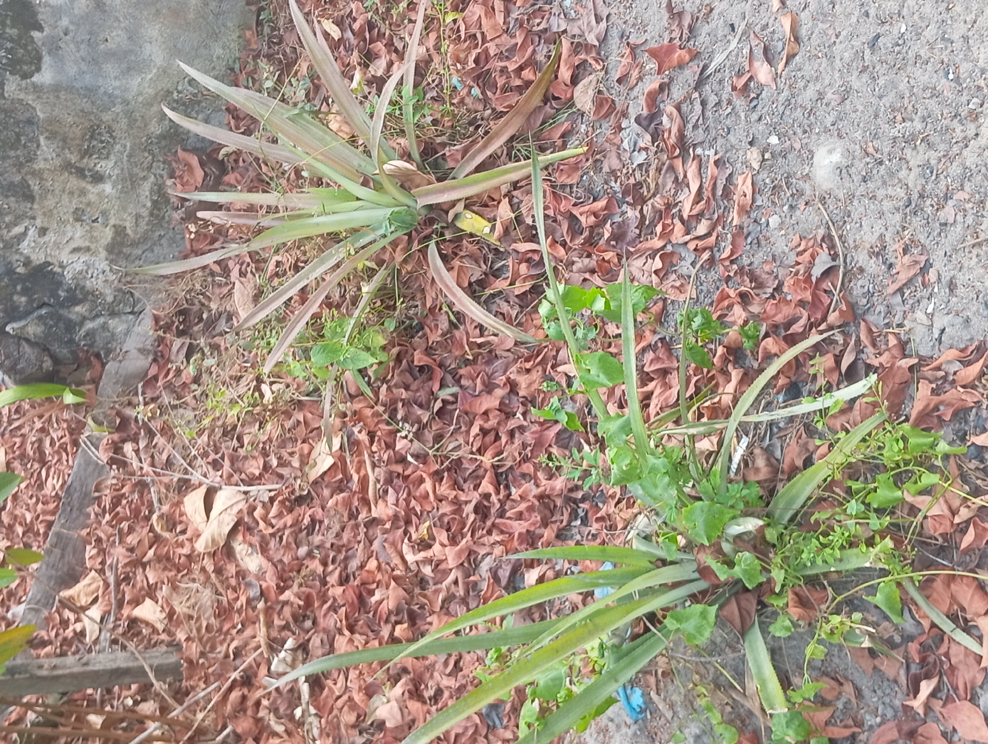 The image shows two pineapple plants growing in the ground. The plants are surrounded by a thick layer of dry, brown leaves. There is also some green vegetation growing around the base of the plants. In the background, there is a concrete wall and a wooden post. The ground is covered with gravel and dirt. The scene appears to be outdoors in an urban or suburban environment. There are no people or animals visible in the image. The lighting suggests it is daytime.