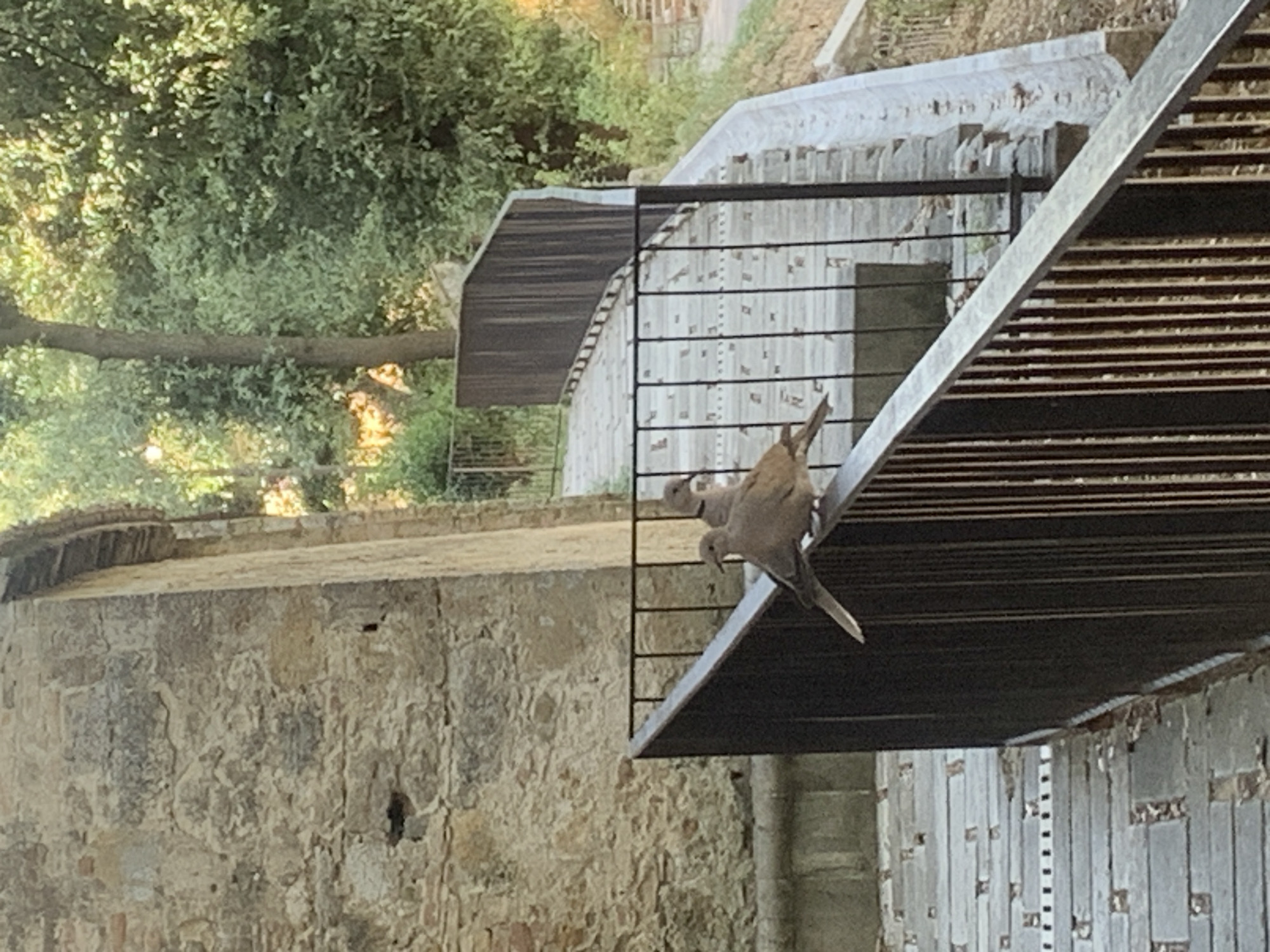 The image shows two mourning doves perched on a railing in San Quirico d'Orcia, Italy. The doves are facing to the left. One dove is in the foreground and the other is behind it. They are both light brown in color. The railing is made of dark metal and is angled across the frame from bottom left to top right. In the background, there is a stone wall on the left and trees and a staircase on the right. The staircase is made of stone and has a metal railing. The lighting suggests it is daytime.