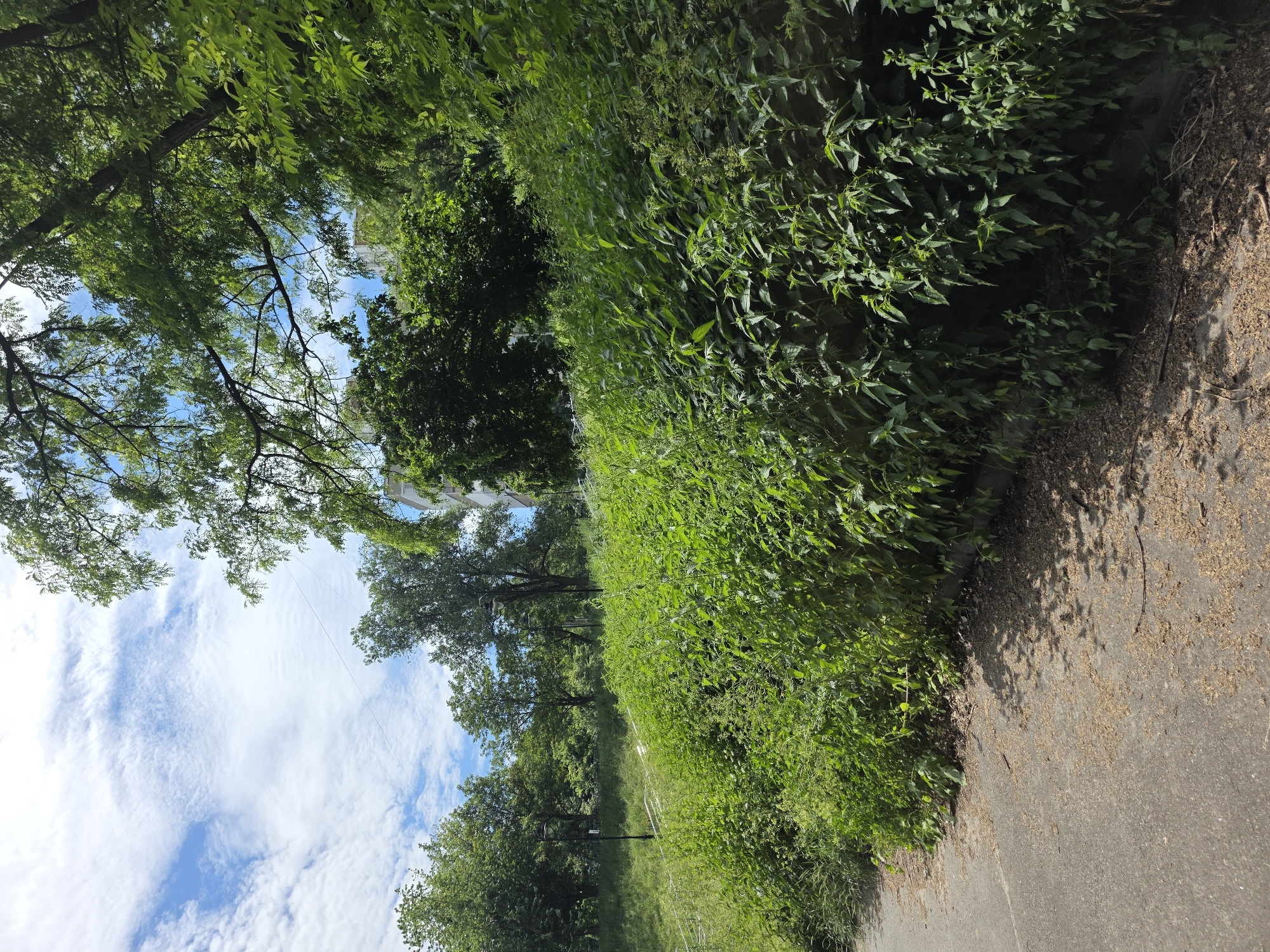 The image depicts a sunlit, overgrown grassy embankment alongside a paved pathway in a park-like setting within Kyiv, Ukraine. Dense green vegetation, primarily consisting of tall weeds and nettles, dominates the embankment, creating a wild and untamed appearance. Several trees with lush green foliage are visible in the background, interspersed with glimpses of buildings, suggesting an urban environment. The sky is partly cloudy with patches of blue. The pathway in the foreground is made of concrete and is partially covered with dry leaves and debris, indicating natural accumulation. There are no people or animals present in the scene. The overall impression is one of a natural, somewhat neglected area within a city.