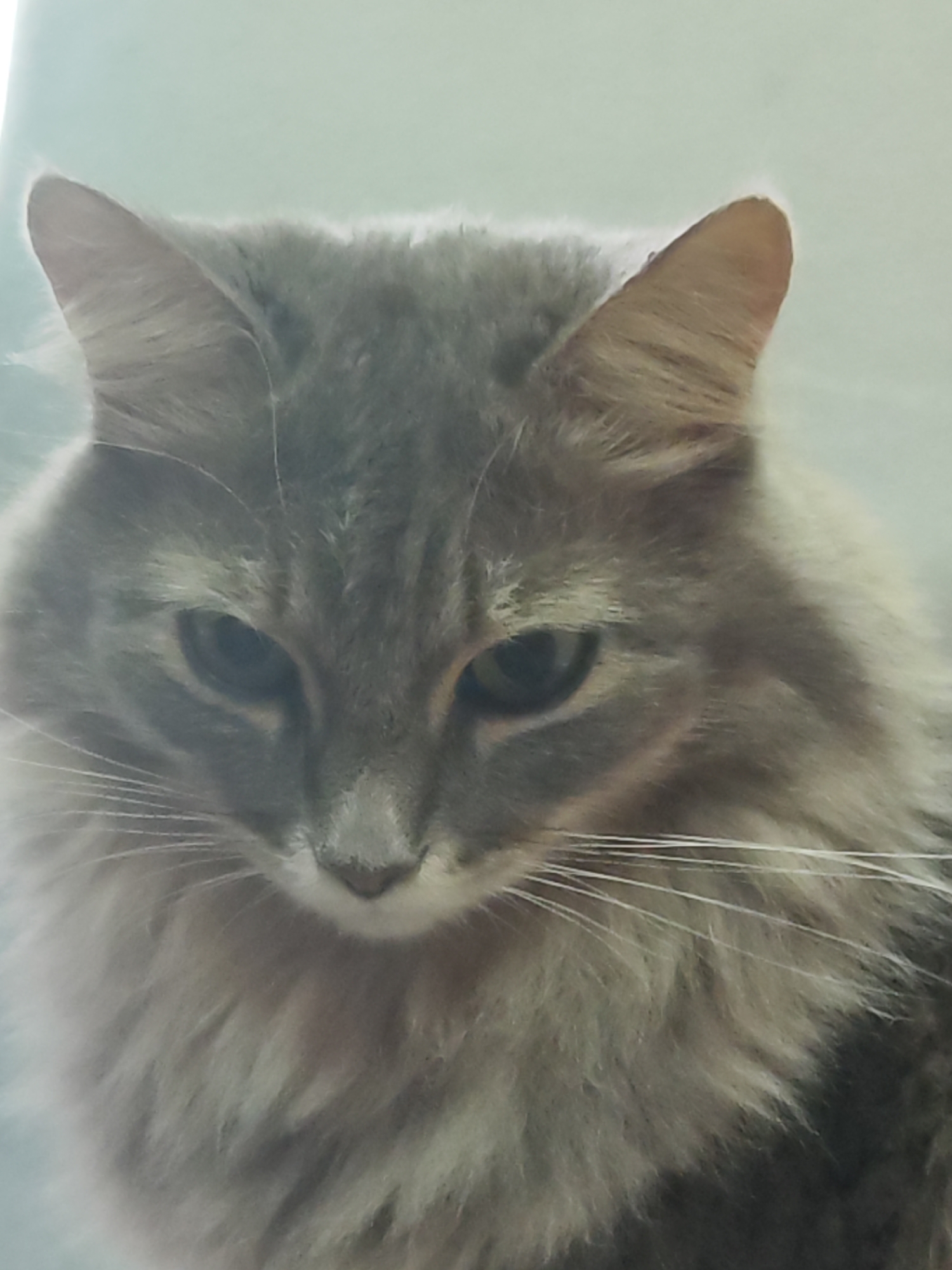 A close-up portrait captures the head and upper body of a long-haired cat, possibly a Maine Coon or similar breed, against a soft, light, out-of-focus background. The cat's fur is a dense mix of grey, silver, and subtle brown tabby markings. Its dark eyes are partially lidded and gaze downwards and slightly to the viewer's left, conveying a calm, thoughtful, or perhaps contemplative expression. Long, prominent white whiskers extend from its muzzle. The ears are erect and pointed, with lighter-colored fur visible on the inside of the right ear. The lighting is soft and even, suggesting an indoor setting. There is no specific activity depicted beyond the cat being observed. No visible text is present. The location context is Chaikovsky, Russia, although the image itself contains no specific geographical cues.