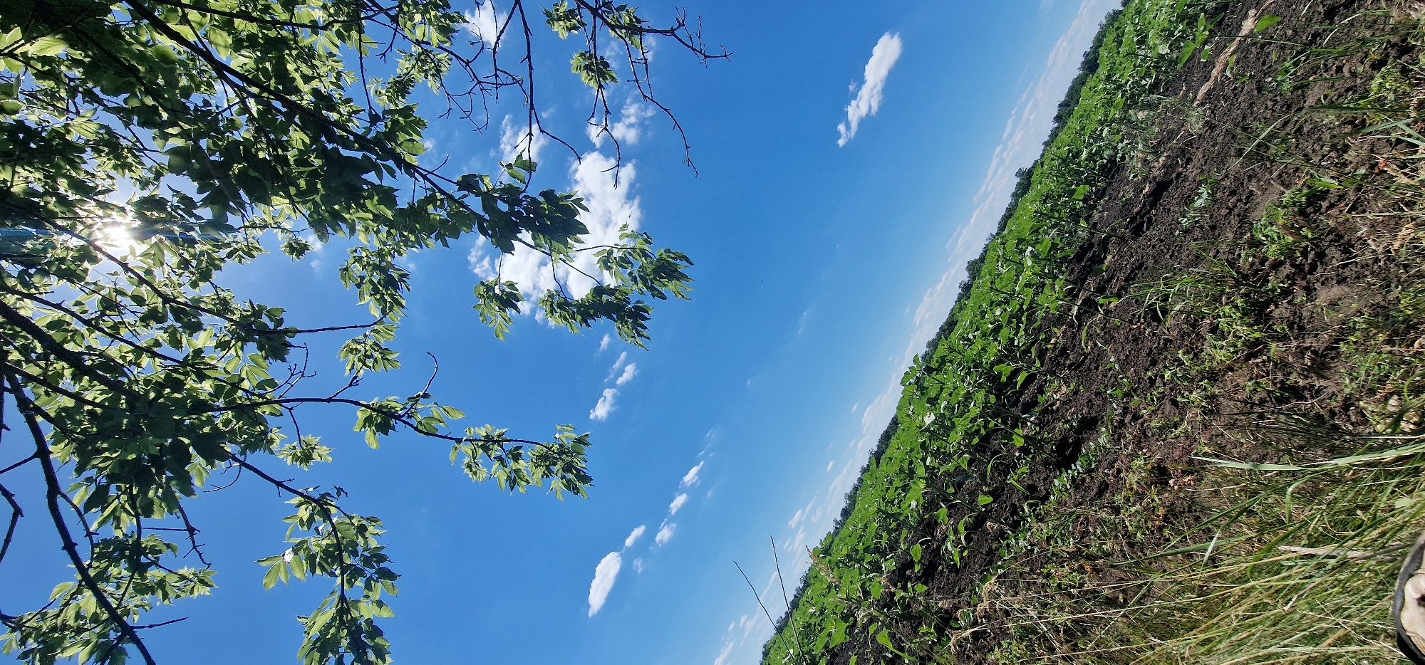 The image shows a bright, sunny day in a rural setting, possibly in Solov'ivka, Ukraine. The foreground is dominated by a field of green plants, likely young crops, growing on dark soil. The field is angled upwards from left to right. In the upper portion of the image, tree branches with green leaves are visible against a clear blue sky dotted with a few white clouds. The sun is shining brightly through the leaves, creating a lens flare effect. The overall scene depicts agricultural land under a vibrant sky.