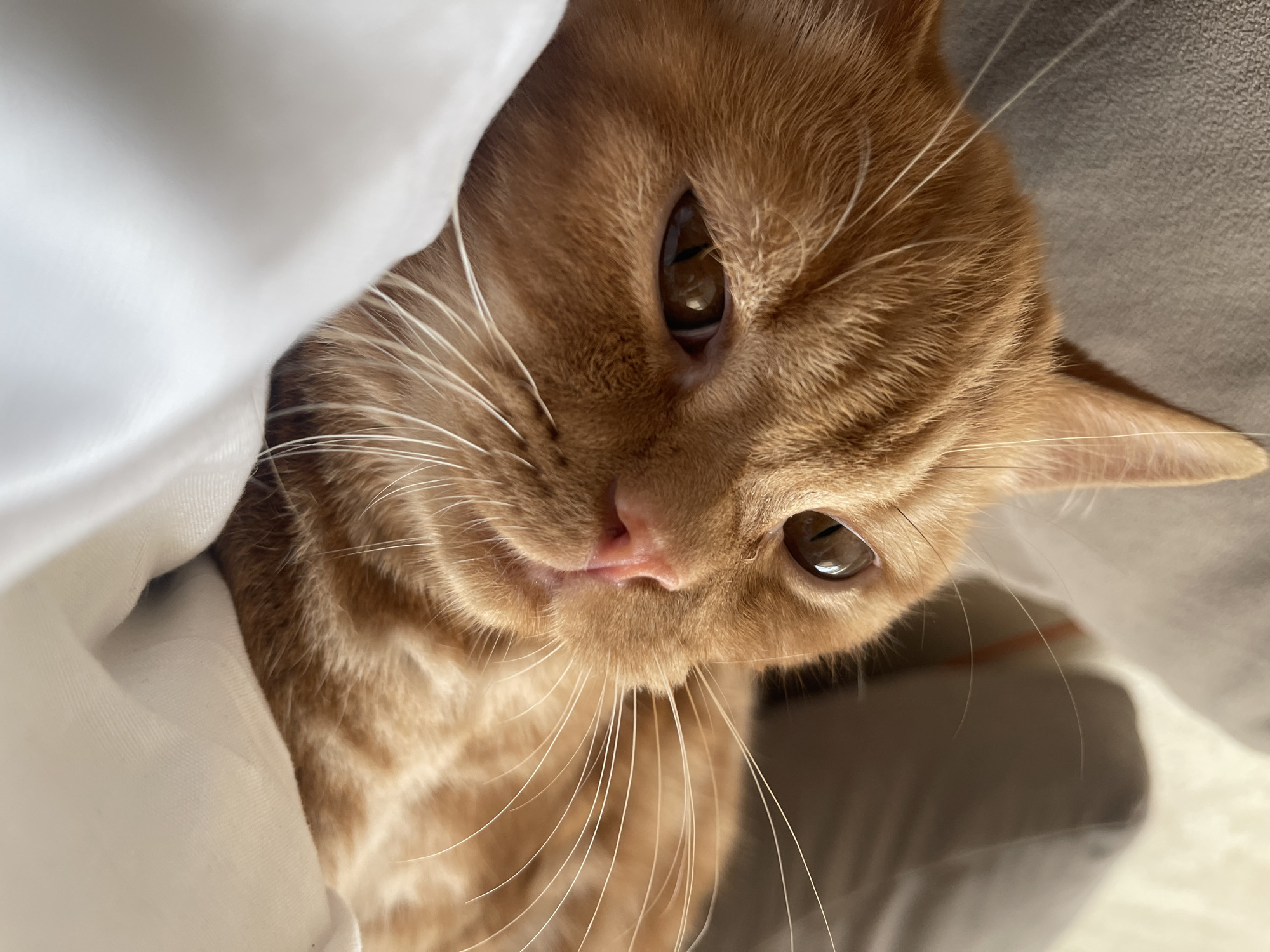 A close-up shot focuses on the face of an orange tabby cat lying down. The cat's fur is a mixture of orange and lighter shades, with faint stripes visible. Its eyes are a warm brown and appear slightly narrowed. Long, white whiskers fan out from its muzzle, and its pink nose is slightly upturned. The cat is resting on a white surface, which appears to be soft fabric, possibly a blanket or pillow, with subtle folds and creases. In the background, out of focus, is a textured gray surface, likely a couch or cushion. The lighting suggests a natural light source, creating soft shadows and highlighting the cat's features. The image does not depict any recognizable landmarks or elements that would indicate a specific location in Kommunarka, Russia.