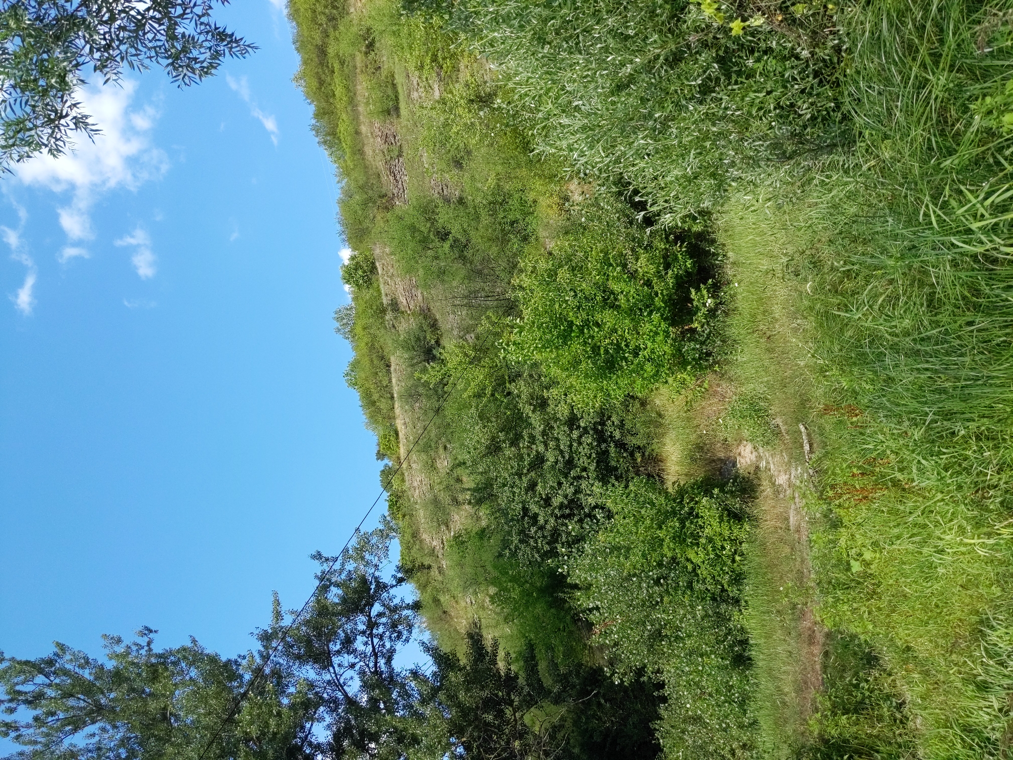 The image depicts a natural landscape under a bright blue sky with scattered white clouds. The scene features a steep, grassy hillside covered in dense green foliage and scattered rocks. Several trees, varying in size and leaf density, are visible, with some reaching towards the sky and others forming a thick undergrowth. A narrow, winding dirt path can be seen traversing the lower part of the hillside, disappearing into the vegetation. The foreground is dominated by tall, lush green grass and other wild plants. The overall impression is one of a secluded, wild area, likely a park or undeveloped natural space. The location is identified as being in the city of Zalishchyky, Ukraine.