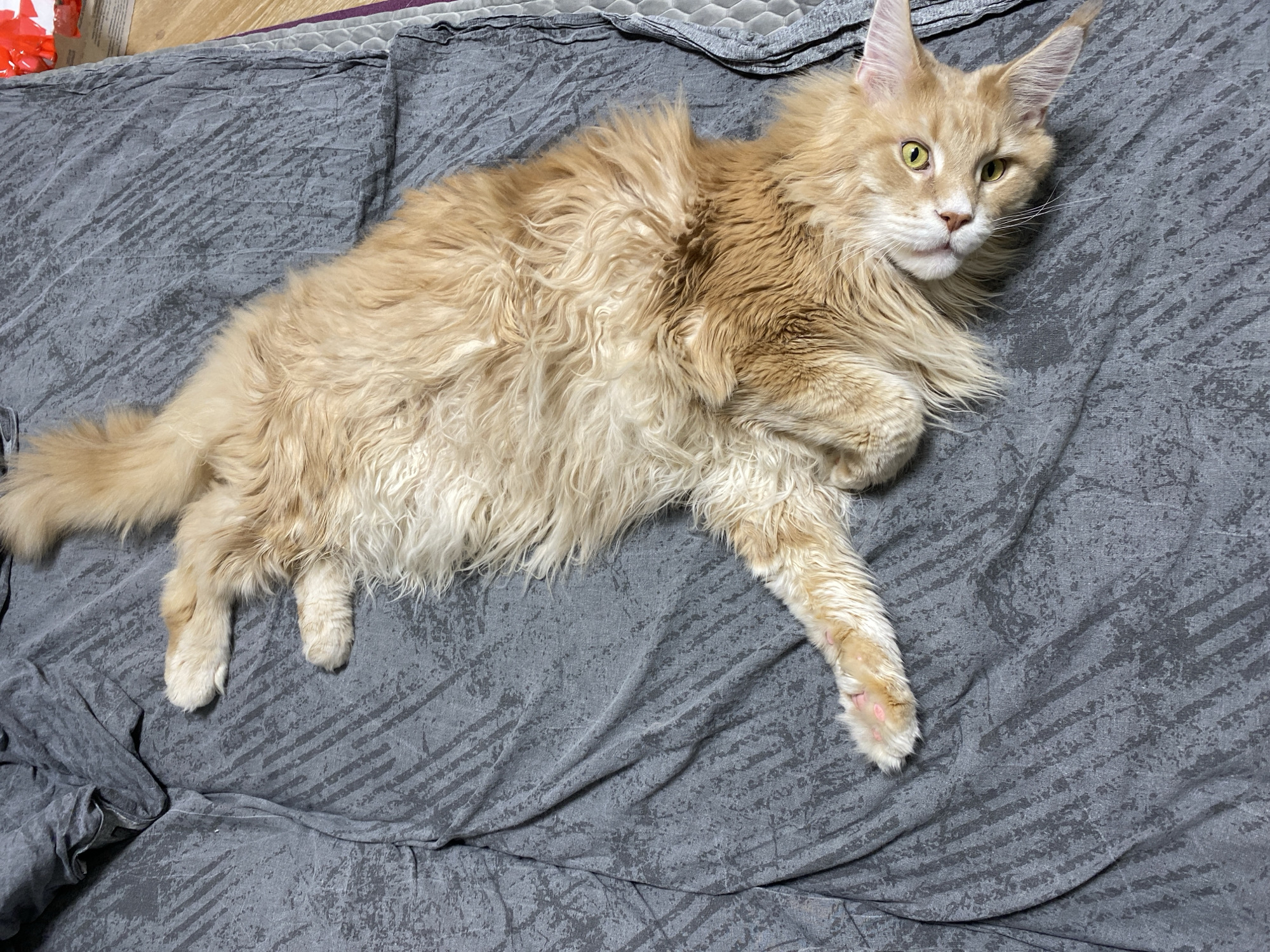 A large, fluffy Maine Coon cat with long, light ginger and cream-colored fur is the central subject, lying relaxed on a textured gray blanket. The cat is stretched out across the frame, facing towards the right with its head turned to gaze directly at the viewer. Its distinctive features include prominent ear tufts, a full ruff around its face, and long facial whiskers. The cat's eyes are a striking yellow-green, conveying an alert and curious expression. Its front paws are partially tucked, while its back paws are extended, with a visible pink paw pad or mark on one front paw. The gray blanket beneath the cat features an abstract pattern of lighter gray streaks, adding texture to the indoor setting. A darker gray or purple quilted blanket or cushion is partially visible in the upper background. The scene suggests an indoor environment, likely a bedroom or living room, under soft, even lighting. No specific time of day, weather, or visible text is discernible from the image. The cat appears calm and observant. The user-provided location context for this image is Chaikovsky, Russia.