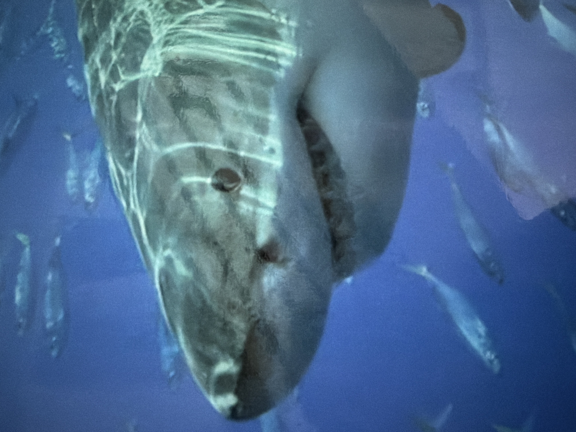 The image presents a serene underwater scene dominated by a large ocean sunfish (Mola mola) swimming in clear, deep blue water. The sunfish occupies the lower-left and central part of the frame, viewed from below and slightly in front, highlighting its distinctive flat, disc-shaped body and small, dark eye. Its skin exhibits a textured, light greyish-blue coloration, with prominent patterns of rippling light reflections across its surface, suggesting illumination from above or through water movement.
Surrounding the colossal sunfish is a scattered school of numerous smaller, slender fish, appearing silvery or light blue against the darker water. These smaller fish are distributed throughout the background and midground, with some appearing closer to the sunfish's body, particularly on the right side of the image. The activity depicted is the peaceful movement of the sunfish through its environment, accompanied by its smaller piscine companions.
The setting is a tranquil marine habitat, likely within a large aquarium or open ocean. No specific time of day or weather conditions are discernible from the underwater perspective. The image contains no visible text. While the context of Davao City, Philippines, is provided, the image itself does not offer direct visual cues to this specific geographic location.