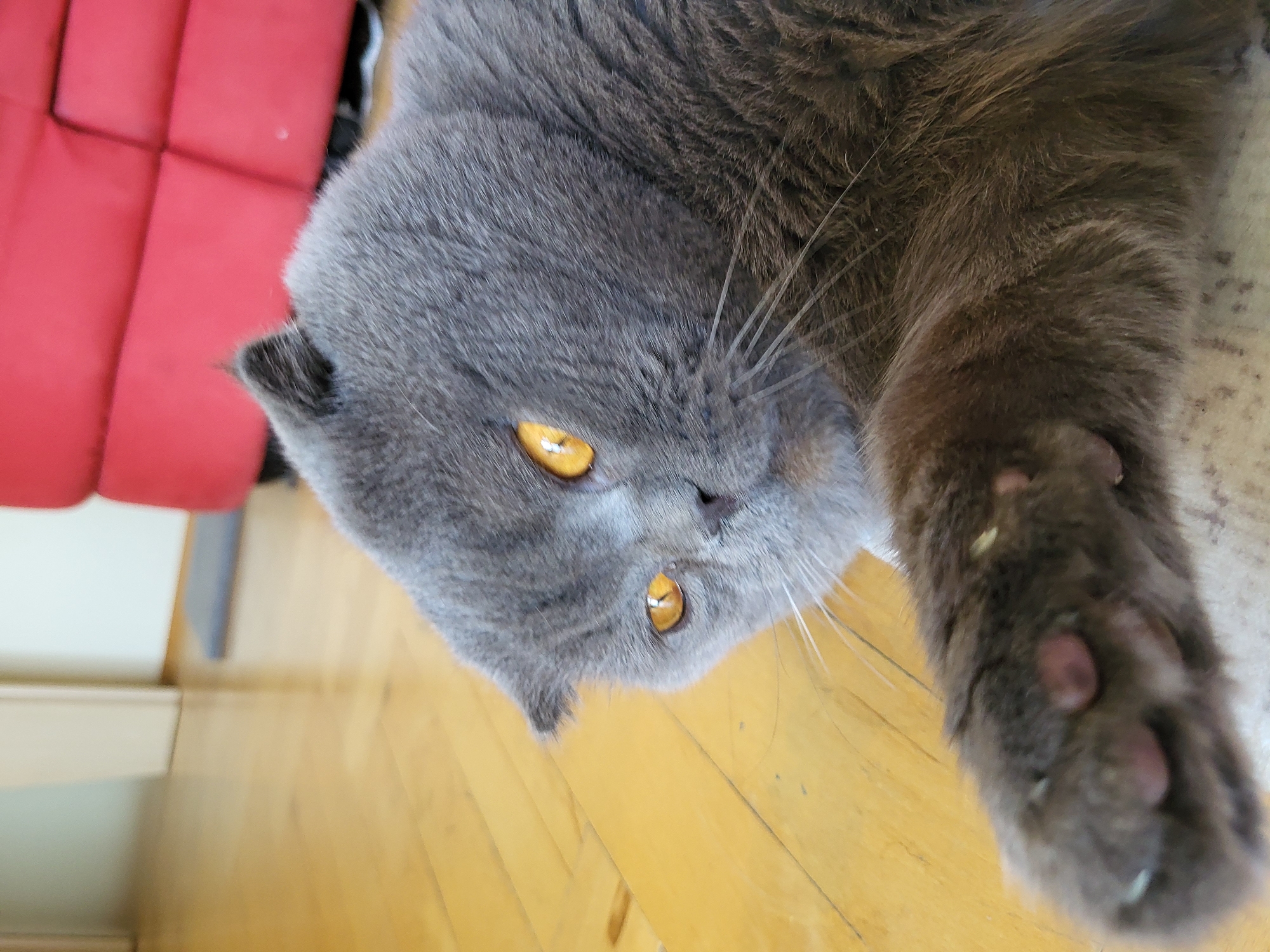 The image captures a domestic cat with dense grey fur and striking amber-orange eyes. The cat appears to be a British Shorthair or similar breed, possibly with folded ears, as its small ears are tucked close to its head. It is lying on its side, looking directly at the camera with a calm and curious expression. One of its front paws is visible, showing pink toe beans and a few small pieces of debris clinging to its fur.
The setting is indoors, with a bright red cushioned piece of furniture, likely a sofa or armchair, partially visible in the background to the left. The cat is resting on a light-colored rug or carpet that extends across the lower right portion of the frame. Adjacent to the rug, and also visible under the cat's head and body, are light-toned wooden floorboards. The lighting is bright and even, consistent with an indoor environment. There is no visible text.
