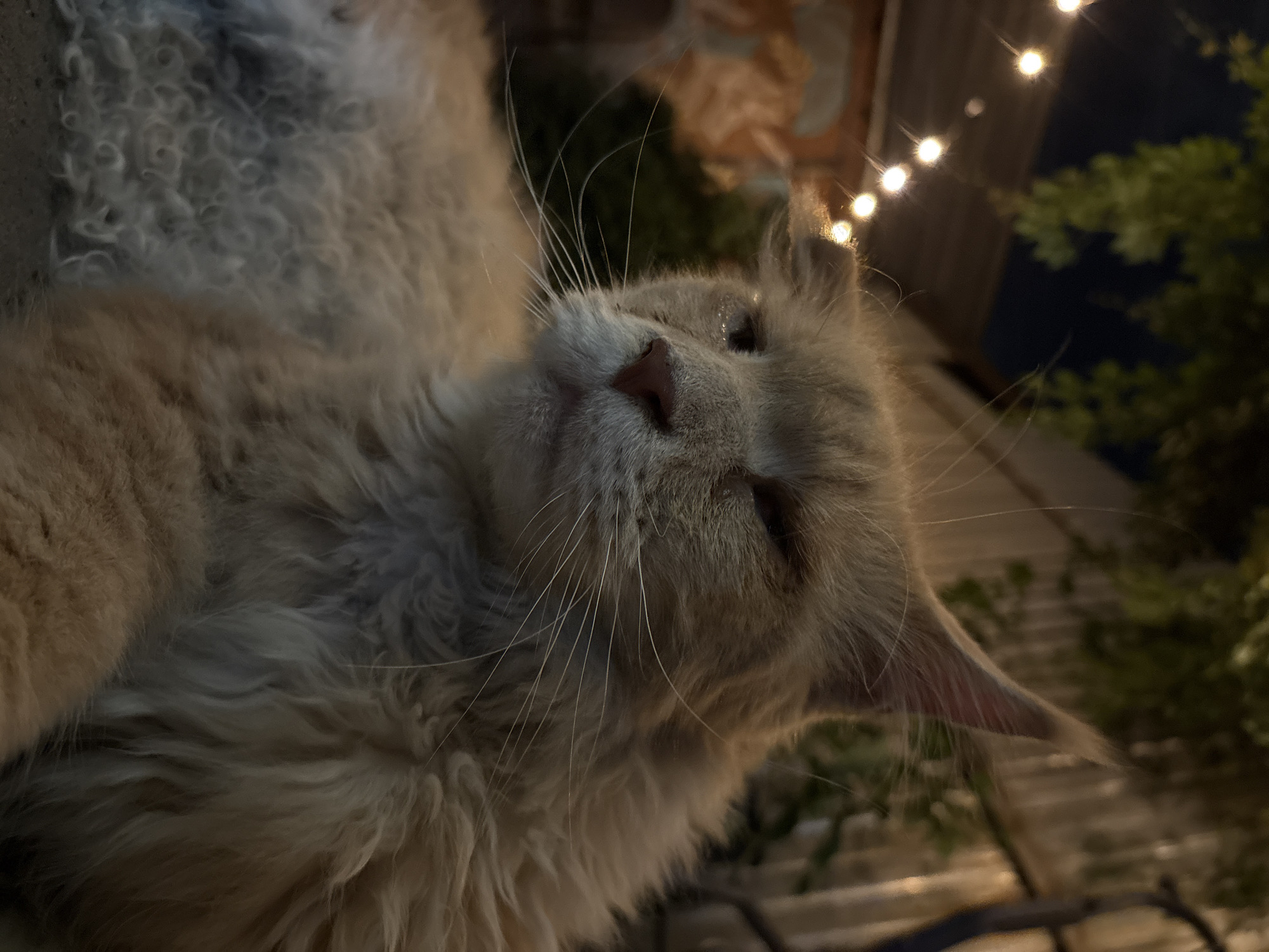 A close-up, low-angle shot shows a fluffy, light-brown cat with its eyes partially closed. The cat's fur is long and appears somewhat disheveled, with curly fur on its chest. Its ears are pointed, and its whiskers are long and prominent. The cat is outdoors at night, with a string of warm-toned lights visible in the background, suggesting an outdoor seating area, possibly a cafe or restaurant. Green foliage and tree branches are also visible against the dark night sky. The lighting from the string lights creates bokeh effects, blurring the background and drawing attention to the cat. There is no discernible information in the image that can be used to determine a specific location in the city of Almaty, Kazakhstan.