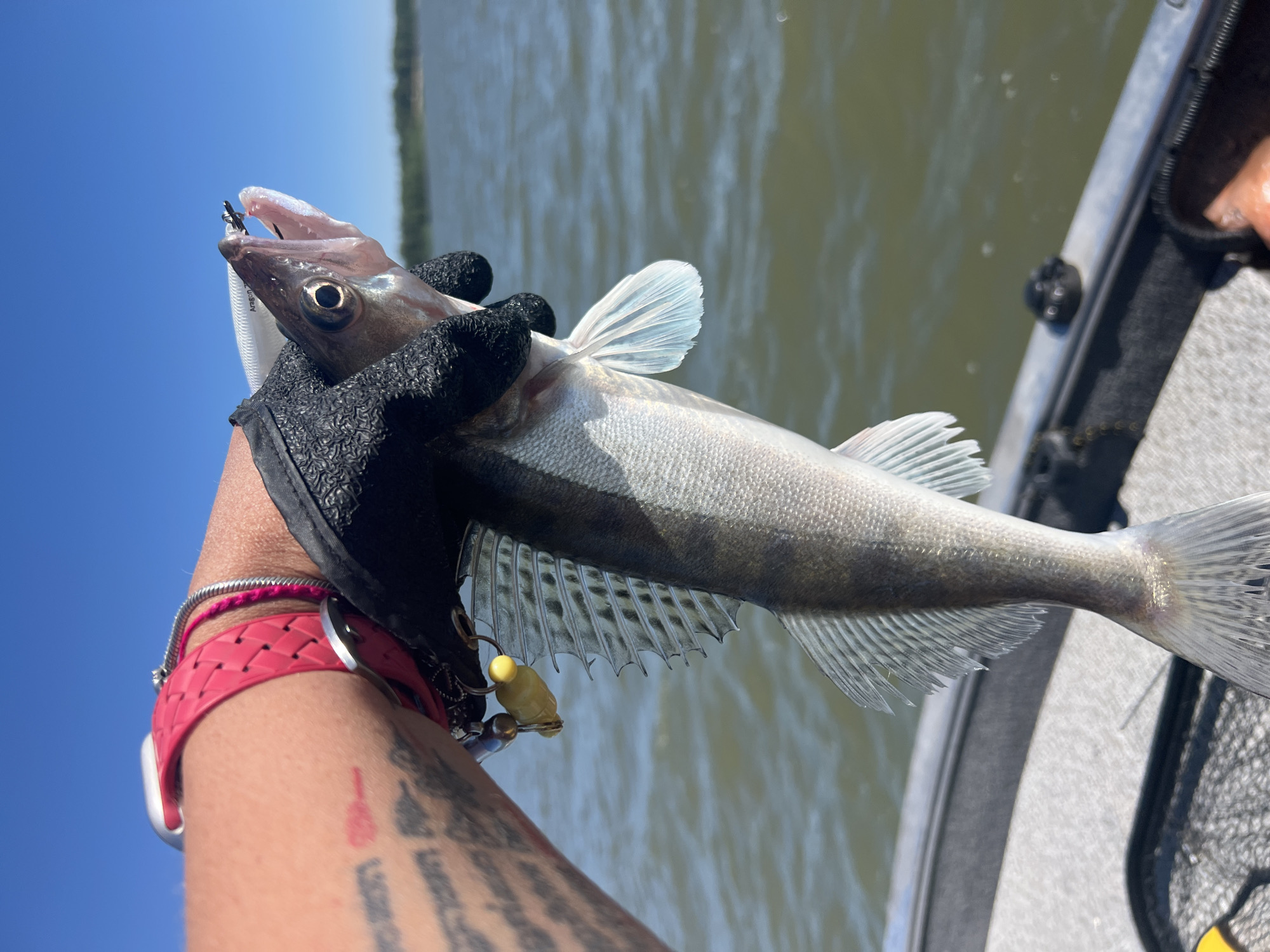 A person's arm, wearing a pink braided watch band and a black fishing glove, holds a small, silver-scaled fish with an open mouth and a fishing lure in its mouth. The fish's fins are a pale blue and translucent. The background shows a calm body of water under a bright blue sky, with a distant green shoreline. The scene appears to be on a boat, as indicated by the gray railing and speckled floor visible in the foreground. The person's arm also displays tattoos and a small red mark. The overall impression is a sunny day spent fishing on a lake. The provided location, Borovoe, Russia, is noted.