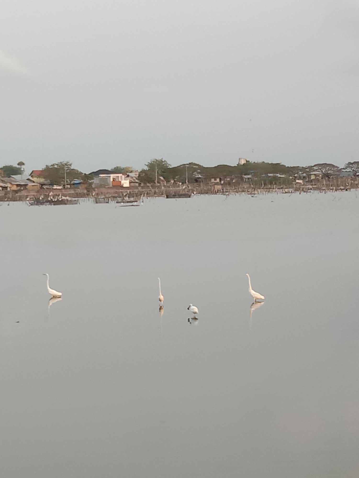 The image shows a body of water, possibly a lake or bay, with three egrets and one unidentified white bird standing in the shallow water. In the background, a densely populated shoreline is visible, with various structures, including houses and buildings. This scene likely represents a waterfront area within the city of Lhokseumawe, Indonesia, judging from the architectural style and the overall environment. The sky is overcast, suggesting either early morning or late afternoon lighting conditions.