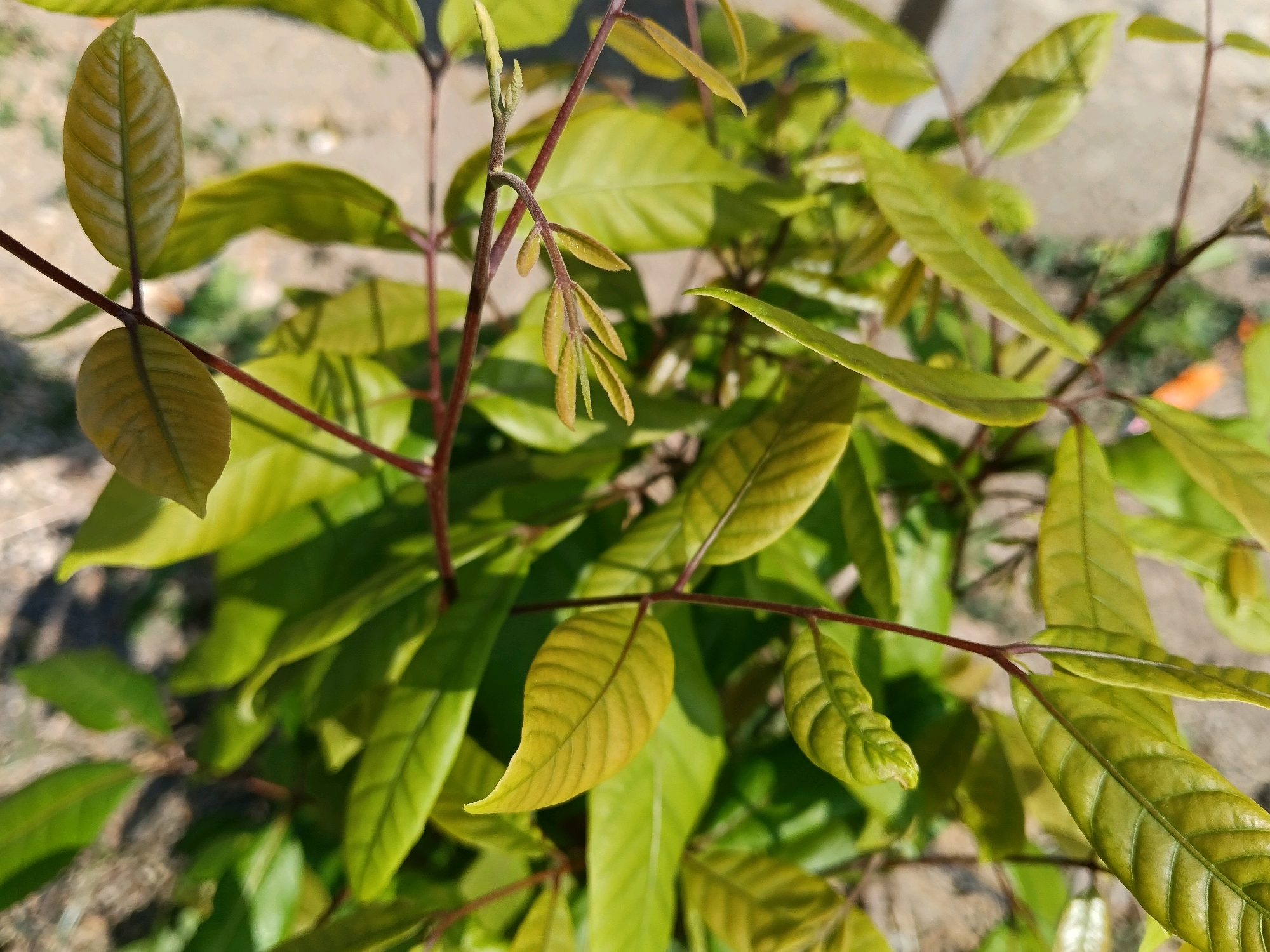 A close-up, high-angle shot shows the vibrant green leaves and reddish-brown stems of a young plant, possibly a sapling, in Galuk, Indonesia. The leaves are oval-shaped with visible veins and range in color from bright green to a lighter, yellowish-green, suggesting new growth. Some leaves are unfurling, while others are fully formed. The stems are thin and have a slightly fuzzy texture. The background is blurred, revealing a muted outdoor environment with hints of soil and vegetation, indicating the plant is growing outdoors. No people or animals are visible in the image.