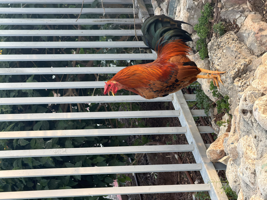A reddish-orange rooster, featuring iridescent dark green and black tail feathers, stands on uneven rocky ground in Tel-Aviv, Israel. Its beak is open, and its head is tilted slightly upward, indicative of vocalization. A red comb and wattle are visible on its head. Immediately behind the rooster is a light-grey metal fence, constructed from vertical bars. Beyond the fence, dense green foliage, consistent with shrubs or trees, is present, alongside disturbed soil and visible irrigation piping. The foreground consists of light-colored, irregular stones with sparse green vegetation growing between them.