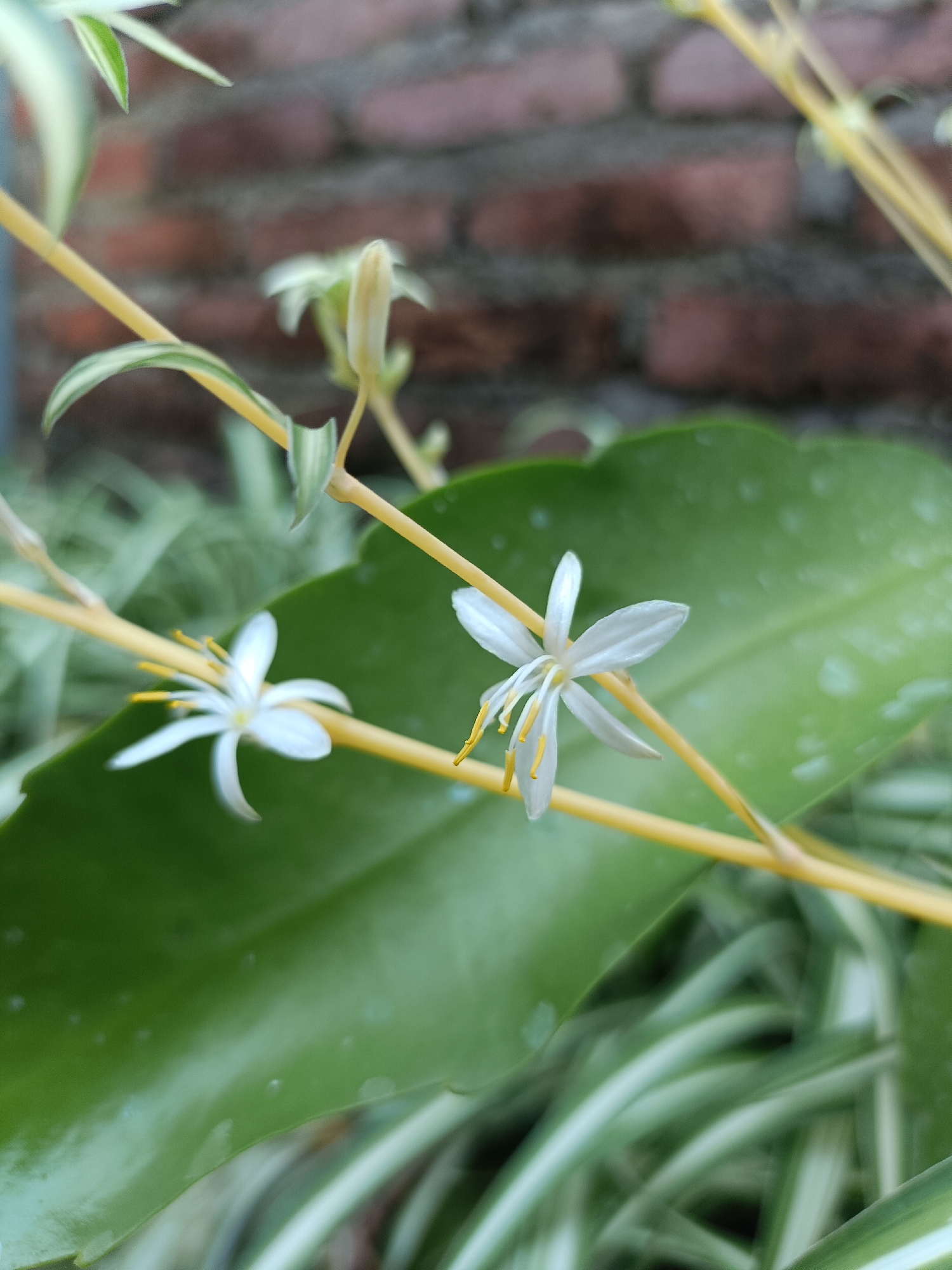 The image shows a close-up of small white flowers with yellow stamens, growing on a thin, yellow stem. These flowers are situated in front of a large, green leaf, with other variegated green and white leaves visible in the background. Behind the leaves, a blurred brick wall is visible, suggesting an outdoor setting. The scene is likely located in Kediri City, Indonesia, as per the user's request. The focus is on the delicate details of the flowers and leaves, with the background softly blurred to emphasize the subject. There are no people or any human activity depicted in the image.