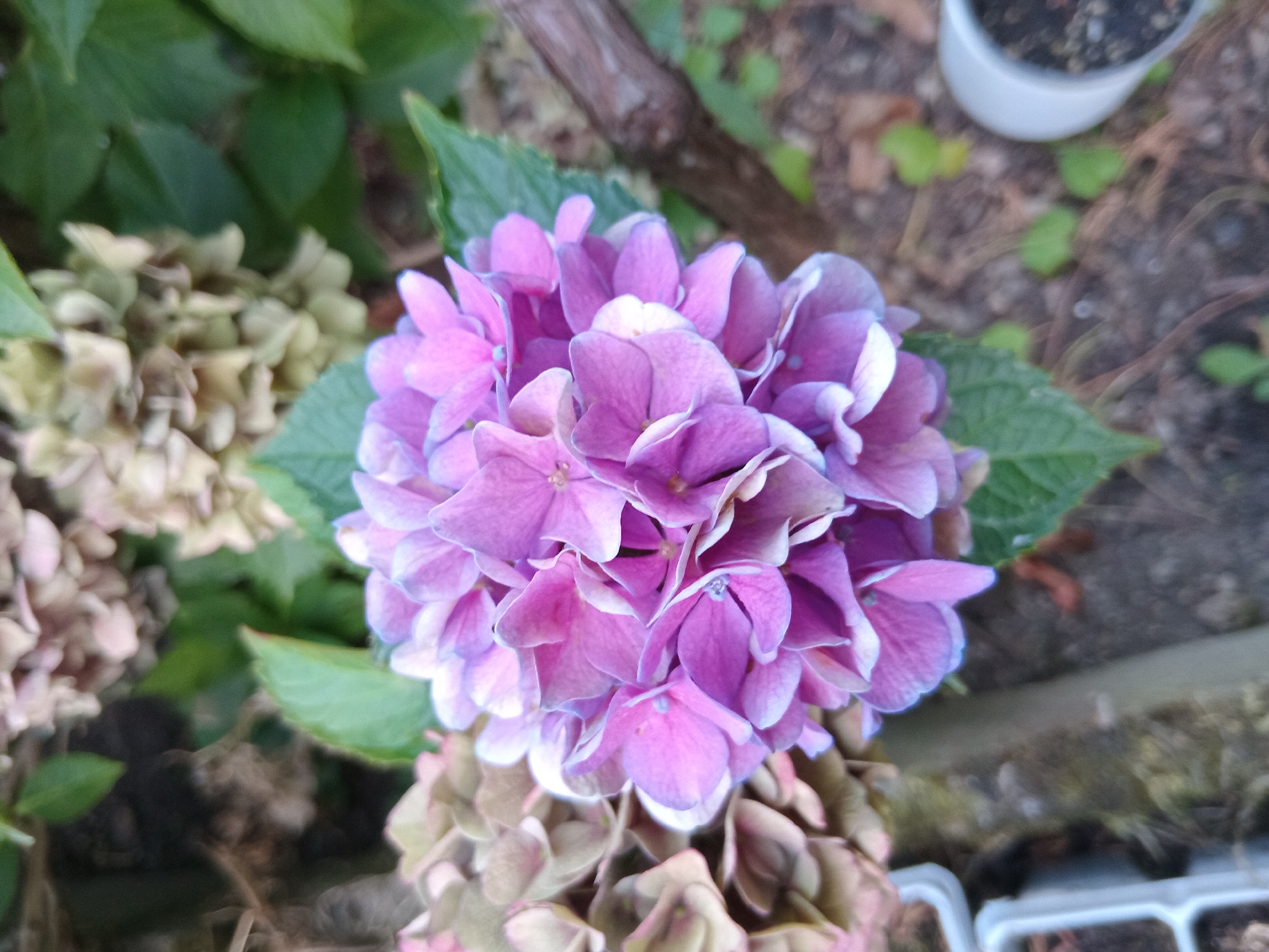 A close-up, eye-level shot focuses on a cluster of pink and purple hydrangea flowers. The flowers are in full bloom, with many small petals forming a rounded shape. The edges of the petals have a lighter hue, almost white. Behind the main cluster, there are other hydrangea blooms that appear to be dried and have a faded, brownish-pink color. Green leaves are visible throughout the frame, some appearing lush and others drier. A thin, brown branch or stem runs diagonally across the right side of the image. The background is blurred, showing a mix of soil, green foliage, and what appear to be parts of planters. The image was taken in the city of Weißenthurm, Germany.