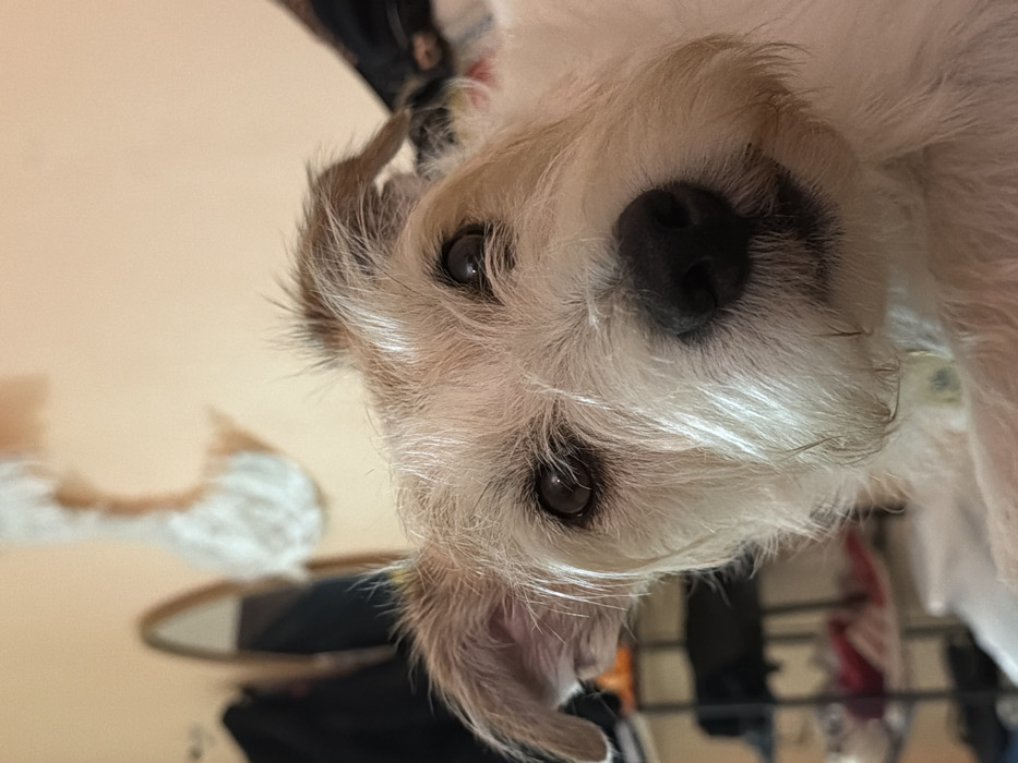 The image depicts a close-up, head-shot view of a medium-sized, wire-haired terrier-type dog with predominantly white fur and light tan markings on its ears and around its expressive dark eyes. The dog's scruffy fur includes longer whiskers around its muzzle and distinct eyebrows. Its wet black nose is prominent in the foreground. The dog is looking directly at the viewer with a slight head tilt, suggesting an interaction. Its body is mostly out of frame to the bottom right. The background, which is out of focus, reveals an indoor setting with light peach-colored walls. Visible elements include a blurred, brown-framed, arch-shaped mirror reflecting a white, textured object on the upper left wall, and a dark garment hanging below it. Further to the left and slightly out of focus, a multi-tiered dark metal shelving unit holds blurry items, possibly shoes. The scene is illuminated by soft, ambient indoor light. The location is an indoor residence within the city of Tel-Aviv, Israel.