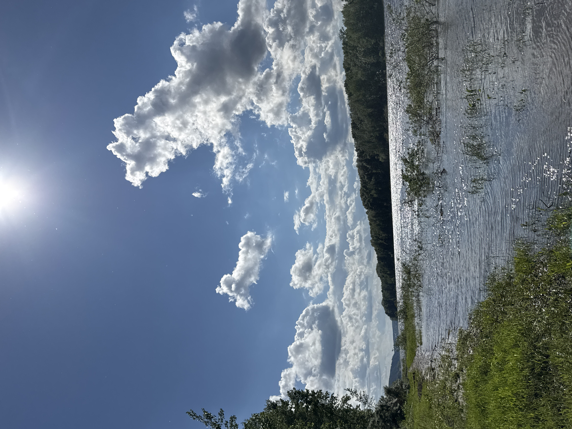 The image depicts a sunny day at the Kama River, likely near Chaikovsky, Russia. The foreground features a grassy embankment that slopes down to the water. The river itself is wide and appears somewhat choppy, with sunlight glinting off the surface. Scattered vegetation emerges from the water along the shore. Across the river, a dense line of trees forms a dark green backdrop against the sky. The sky is a vibrant blue, dotted with scattered white cumulus clouds. The sun is high and bright, creating a lens flare effect in the upper portion of the image. There are no people or man-made structures visible in the scene.