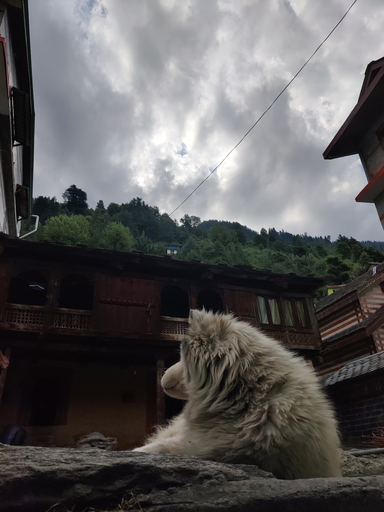 In Vashisht, India, a shaggy, light-colored dog is seated on a rough-hewn stone, facing away from the viewer and towards a steep, tree-covered hillside. The dog's fur is voluminous and appears tousled. Behind the dog, traditional wooden architecture with intricate carvings and arched windows is visible. The background consists of a dense forest covering the hillside, under a cloudy, overcast sky. A power line stretches diagonally across the upper portion of the image. The scene captures a tranquil moment in a mountainous village setting.