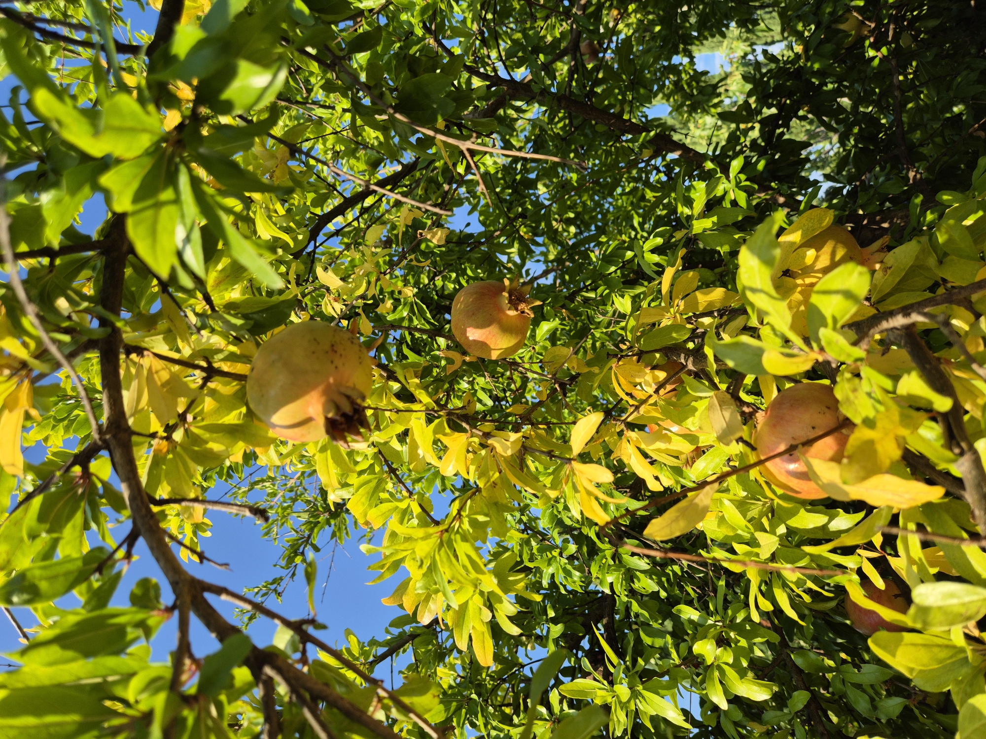 The image depicts a close-up, low-angle view of a pomegranate tree with several ripe pomegranates hanging from its branches. The leaves of the tree exhibit a mix of green and yellow hues, suggesting either a healthy tree with some autumnal coloring or possibly a condition affecting the foliage. The pomegranates are round and vary in color from pale yellow to reddish-orange, with some showing visible calyxes at their tips. The branches are woody and brown. Sunlight filters through the leaves, creating dappled light and shadows. The background is a clear blue sky, with hints of green foliage from what appears to be another tree or bushes in the distance, possibly indicating an outdoor setting in a garden or orchard. The scene is natural and appears to be set in a location with ample sunlight, consistent with a Mediterranean climate. The specific location in Zambratija, Croatia, suggests a possible agricultural or residential area where such fruit trees are cultivated. There are no people or animals visible in the image.
