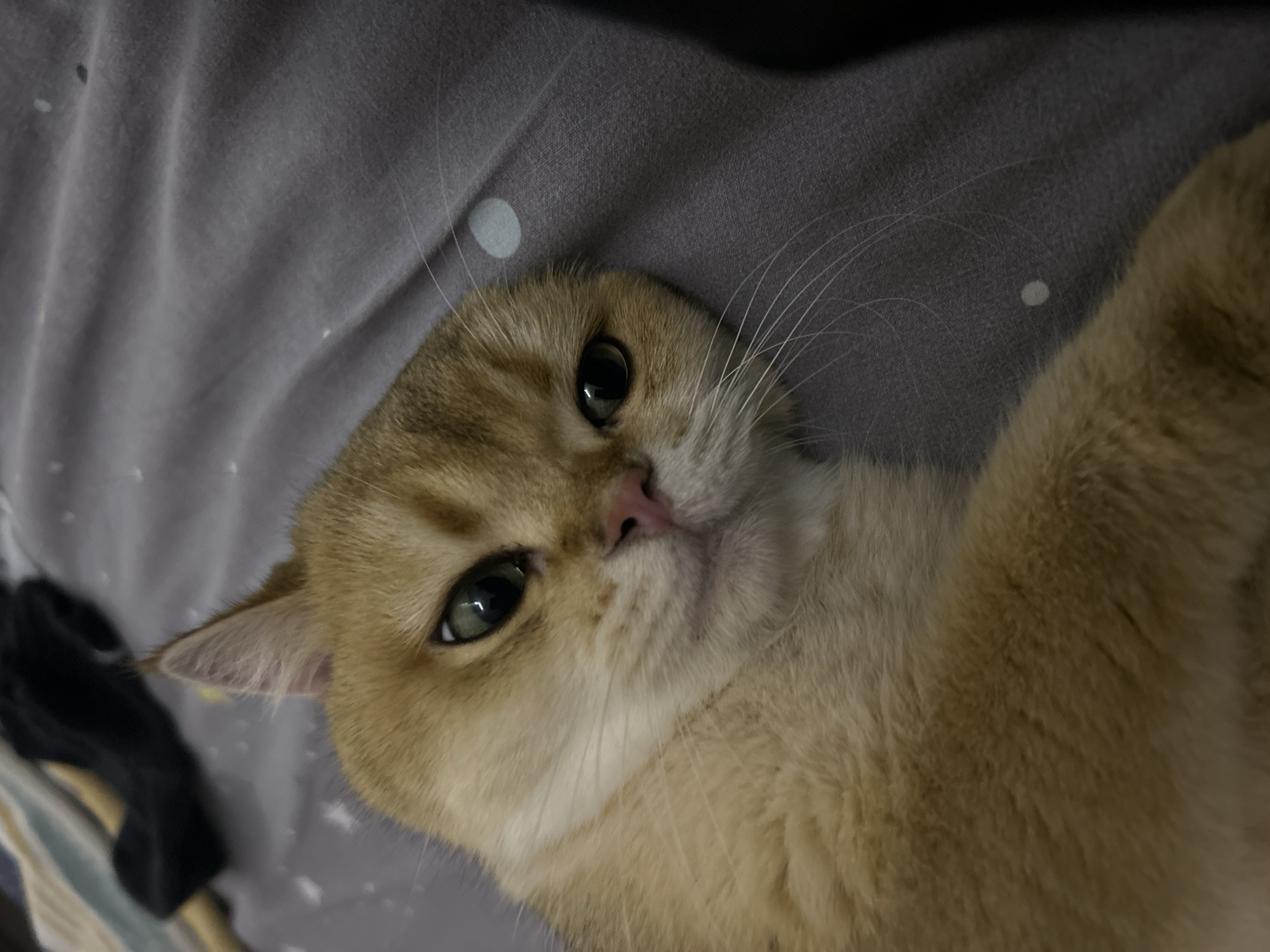 A tan cat with light green eyes and a pink nose is lying on a grey surface with white spots. The cat's head is tilted toward the viewer, and its whiskers are visible. A dark object is present in the lower left corner. There is no information in the image that indicates the location is in Burgas, Bulgaria.