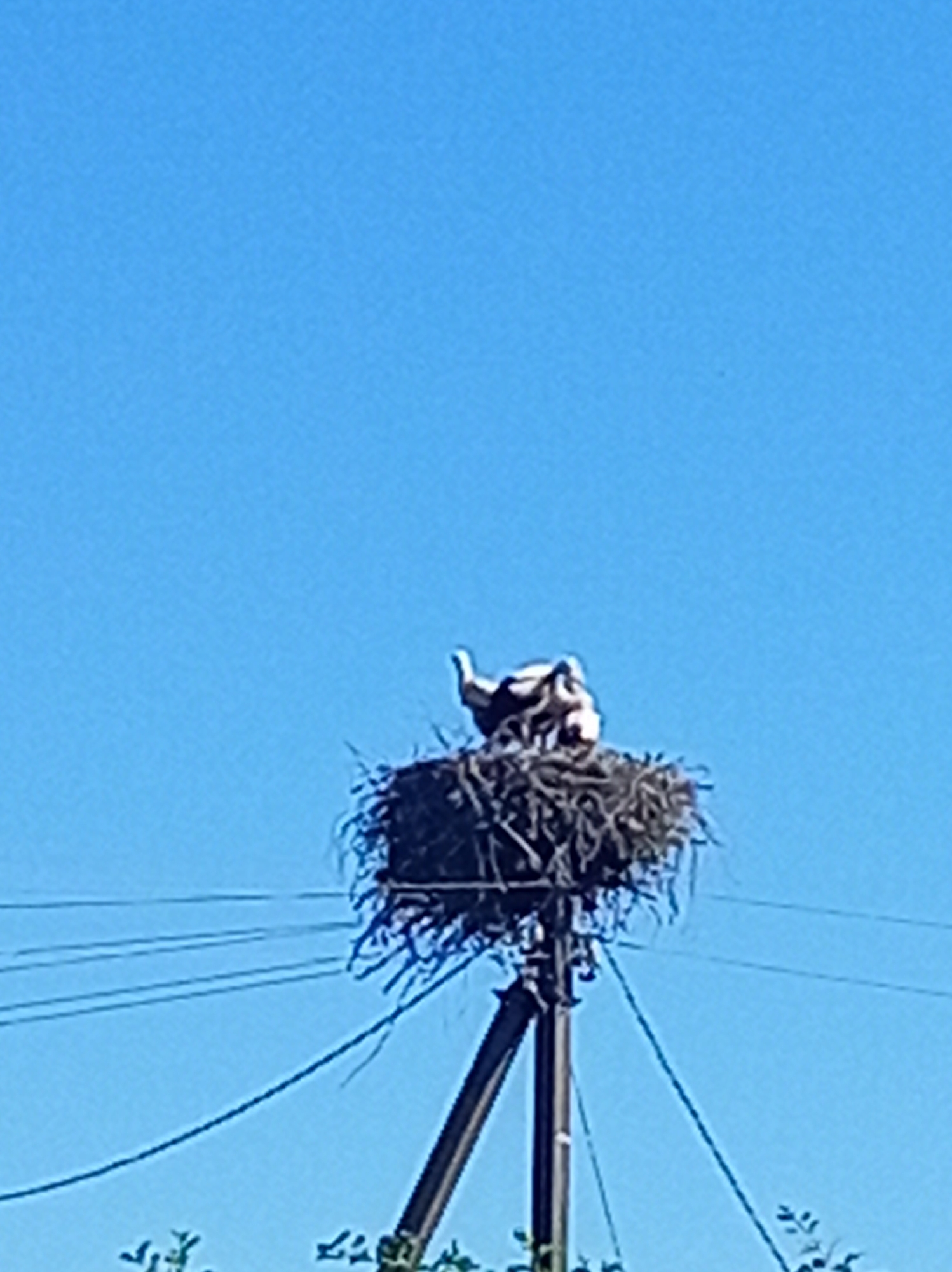 A low-angle shot captures a stork's nest atop a utility pole against a clear blue sky. Two storks, one adult and one juvenile, are visible in the nest. The adult stork is partially obscured, with its head and neck visible as it looks to the left. The juvenile stork is nestled in the nest, its body facing left. The nest is constructed of twigs and branches, typical for storks. Power lines are strung across the frame below the nest, and a portion of the utility pole supporting the nest is visible, angled from the bottom right to the center. Green foliage can be seen at the bottom of the image, suggesting a natural environment.