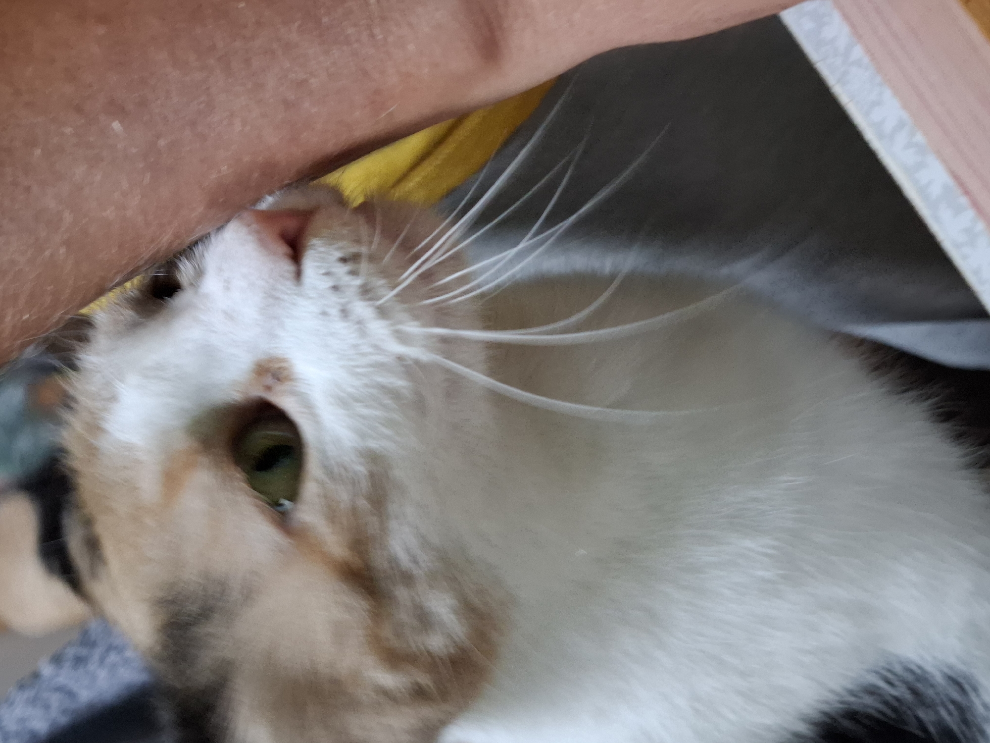 A close-up, eye-level shot shows a calico cat with green eyes and white, orange, and black fur. The cat is positioned in the lower left quadrant of the frame, facing right, with its head tilted slightly upwards and to the right. Its right eye is clearly visible, while the left is partially obscured. Long, white whiskers extend from the cat's muzzle. The cat's head is pressed against a person's arm, which occupies the right side of the image and appears to be tanned. A yellow object is visible behind the cat's head and shoulder. The background is blurred, with hints of gray and blue fabric on the left. The overall impression is of a domestic setting, possibly indoors.