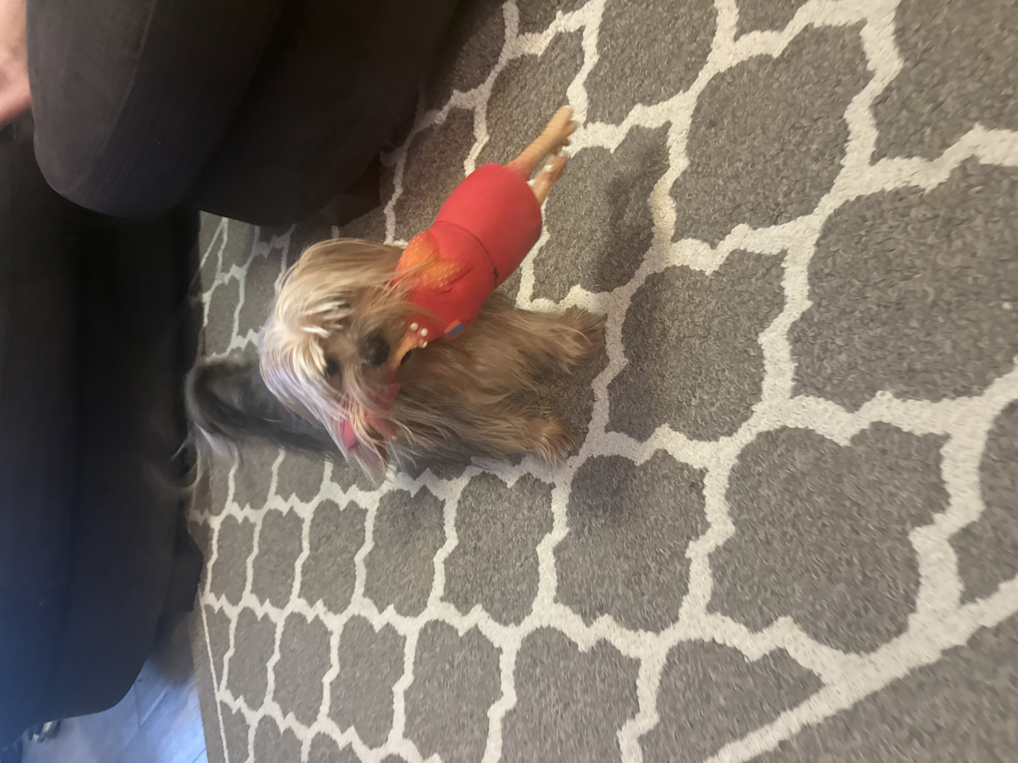 A small, tan-colored dog, possibly a Yorkie, stands on a gray and white geometric-patterned rug in what appears to be a living room. The dog is holding a red and orange squeaky toy shaped like a chicken in its mouth. The dog's tail is long and fluffy, extending upwards and slightly to the left. In the background, out-of-focus, are the dark legs of a sofa or chairs. The lighting is ambient. There is no discernible information in the image to determine the specific location within the Town of Cochrane, Canada.