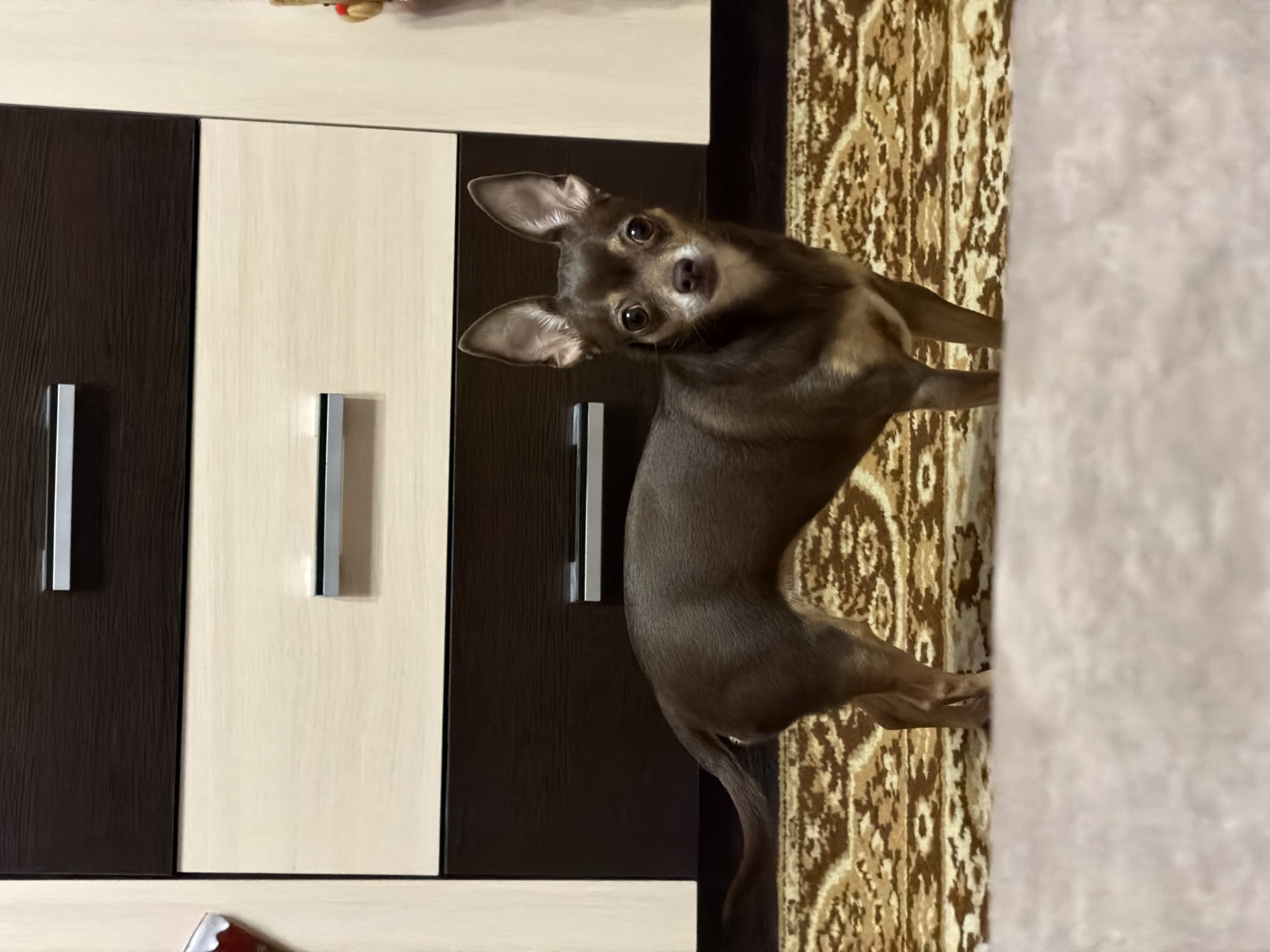 A medium shot shows a small, brown chihuahua dog standing on a patterned rug in front of a dresser. The dog is facing the camera, with its ears perked up and its tail extended behind it. The dresser has dark brown and light wood-colored drawers with silver handles. The rug has a repeating geometric pattern in shades of brown and beige. The foreground is blurred and appears to be a light-colored carpet or blanket. The scene is indoors, with no indication of the specific location within a city.