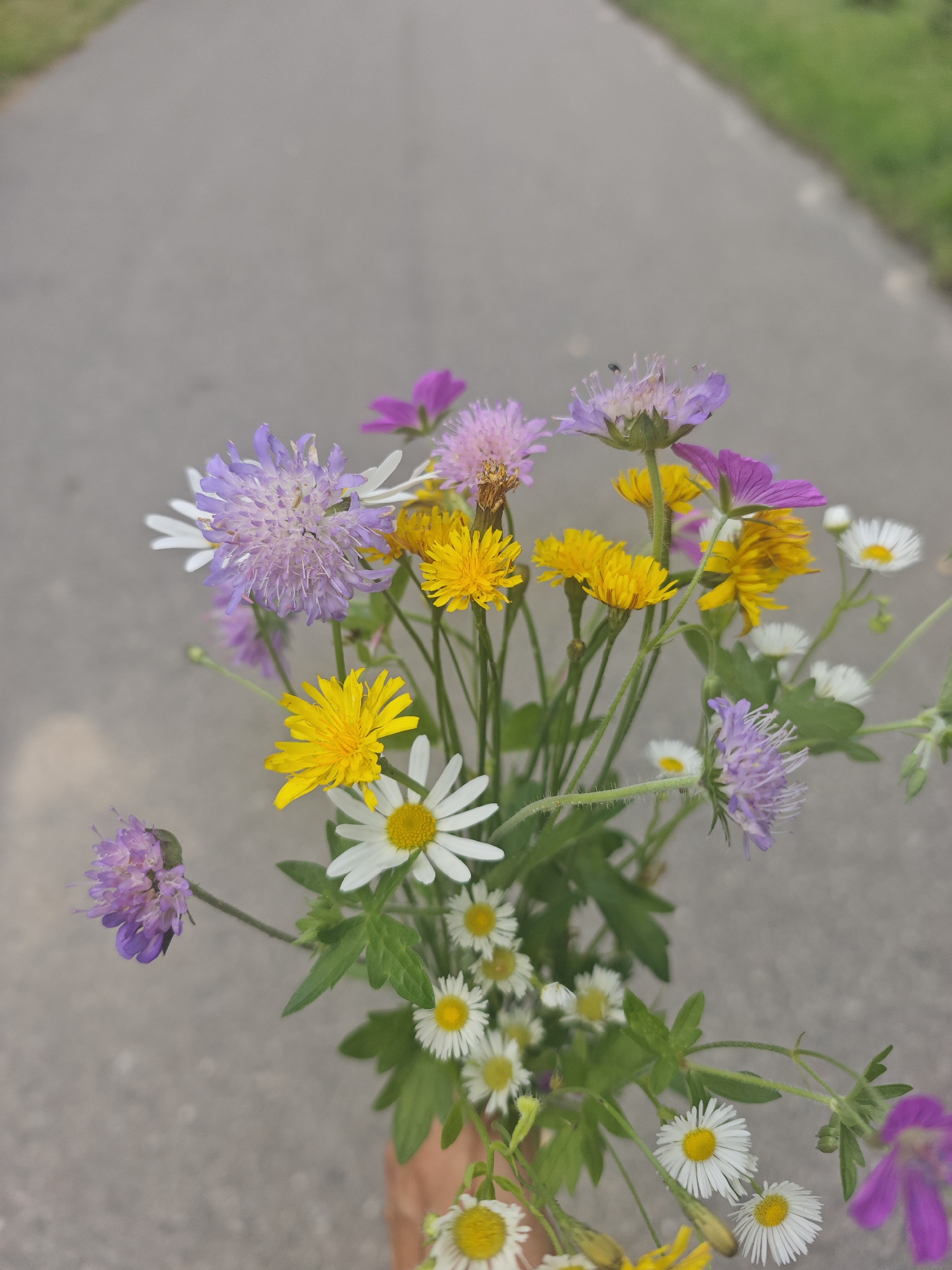 A bouquet of wildflowers is held by a person's hand at the bottom right of the frame. The bouquet contains various flowers, including yellow dandelions, white daisies, purple scabiosa, and small pink flowers. The background is an out-of-focus asphalt road with a strip of green grass on the right side. The scene appears to be in an outdoor setting, possibly a roadside or park, in the city of Zaslawye, Belarus.