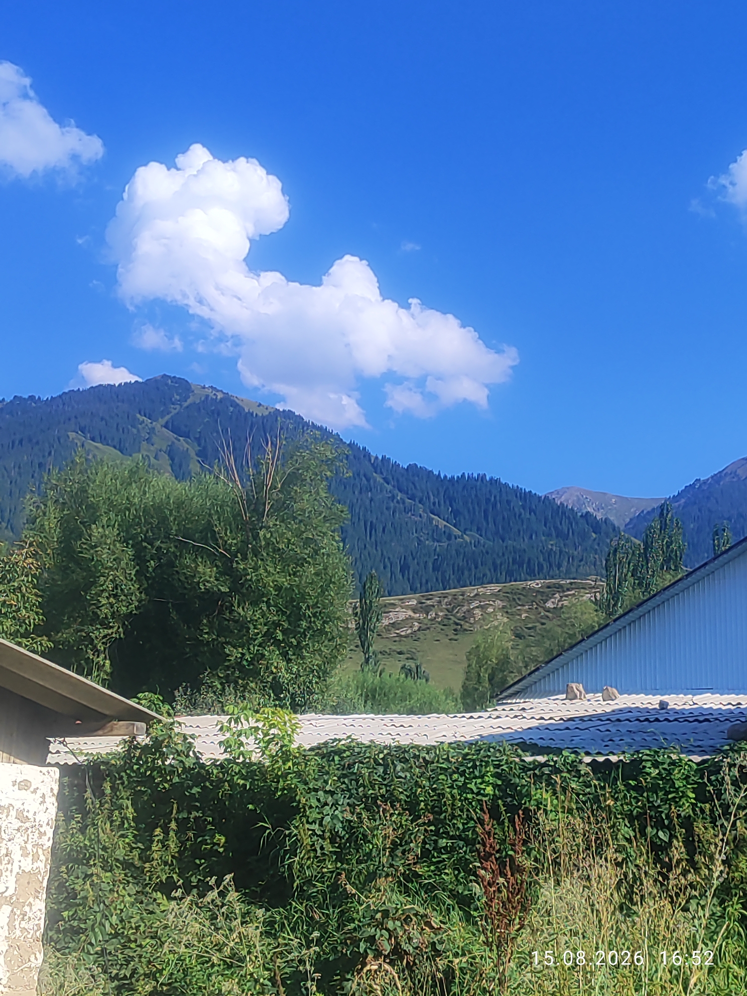 This is a photograph taken outdoors in Kerege-Tash, Kyrgyzstan, on August 15, 2026, at 16:52. The scene features a bright blue sky with scattered white clouds. In the foreground, a white-roofed structure with a corrugated metal roof is partially visible. A dense green hedge runs along the front of this structure. To the left, a portion of a building with a textured, off-white wall is visible.

In the mid-ground, a large, lush green tree dominates the left side of the frame. Behind the tree, a rolling green hillside is dotted with scattered trees. Further in the background, a large mountain range covered in dense, dark green coniferous trees rises majestically. The sky is clear and the lighting suggests a sunny day. There are no people or animals visible in the image. The date and time stamp "15.08.2026 16:52" is superimposed in the lower right corner of the image.