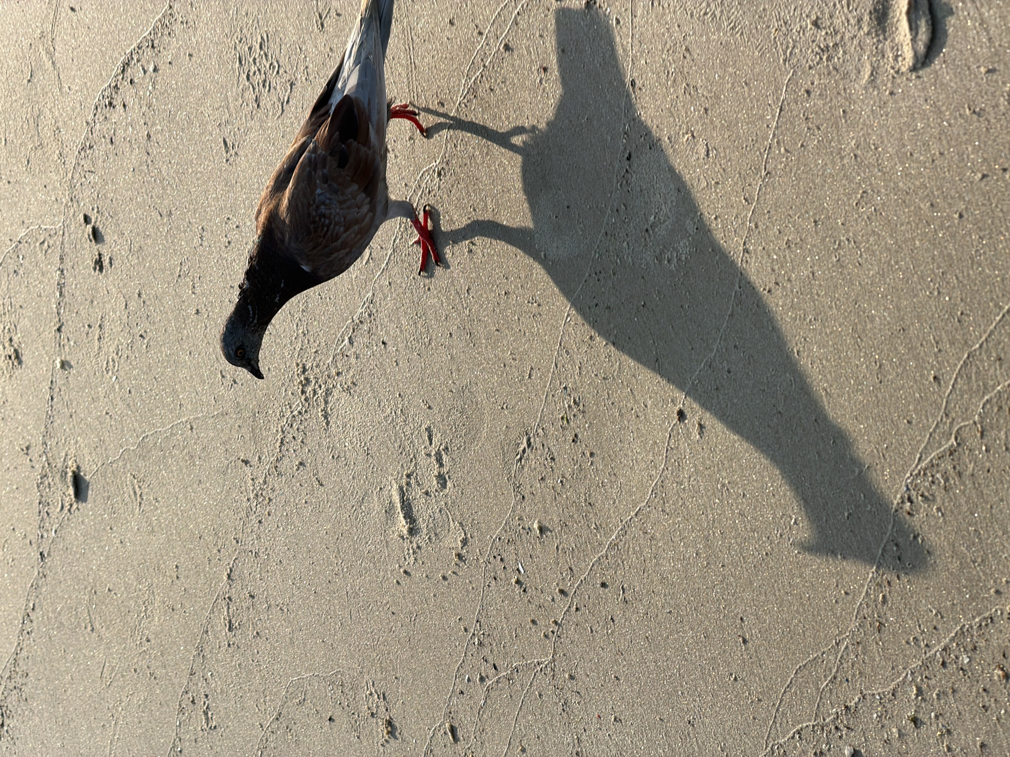 A lone pigeon, with brown and grey plumage, walks on wet sand. Its red feet are clearly visible against the sand. The pigeon is casting a long shadow to its left, indicating the sun is low in the sky, likely during sunrise or sunset. The sand shows faint parallel lines, possibly from receding water or wind patterns. The overall scene suggests a natural coastal environment, consistent with a beach location.