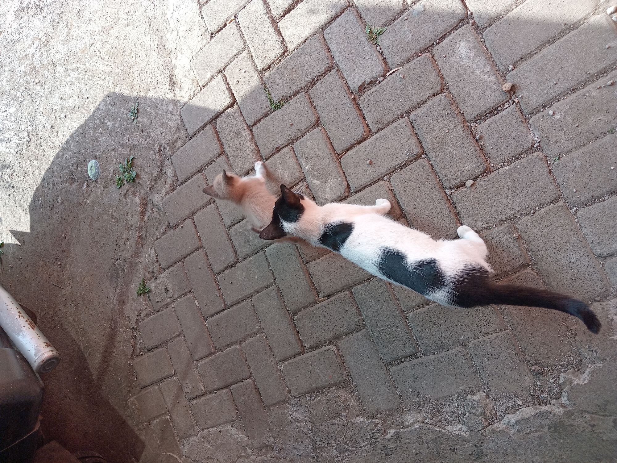 Two cats, one adult and one kitten, are positioned on a paved walkway. The adult cat, predominantly white with black markings on its back and tail, is facing left. The kitten, a light tan color, is located further up the walkway, also facing left. The walkway is constructed from rectangular grey pavers. To the left of the walkway, there is a patch of rough, grey soil, and further left, a portion of a vehicle's exhaust pipe and part of the vehicle body are visible. The scene is illuminated by sunlight, casting shadows on the ground. This scene is located in Claket, Indonesia.