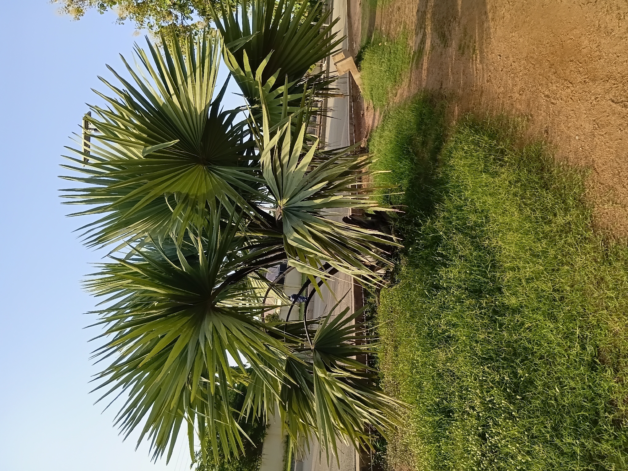 The image shows a palmyra palm tree on the side of a road in Jalingo, Nigeria. The tree has large, fan-shaped leaves that are green and spiky. The ground is covered in grass and a dirt path. In the background, there is a road with a few cars and buildings. The sky is clear and blue. The overall scene is peaceful and natural.