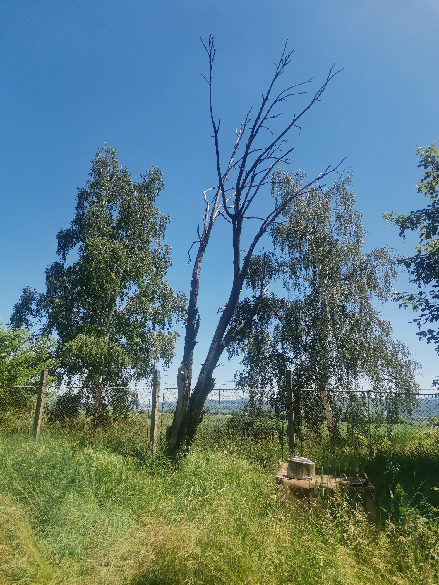 The image shows a rural scene in Zhivkovo, Bulgaria on a sunny day. The clear blue sky illuminates a landscape of green vegetation. In the foreground, there is tall grass with a concrete structure partially hidden within it. A chain-link fence runs horizontally across the middle of the frame, supported by concrete posts. Behind the fence, two birch trees with green leaves flank a dead tree with bare branches. In the distance, a subtle rise in terrain is visible.
