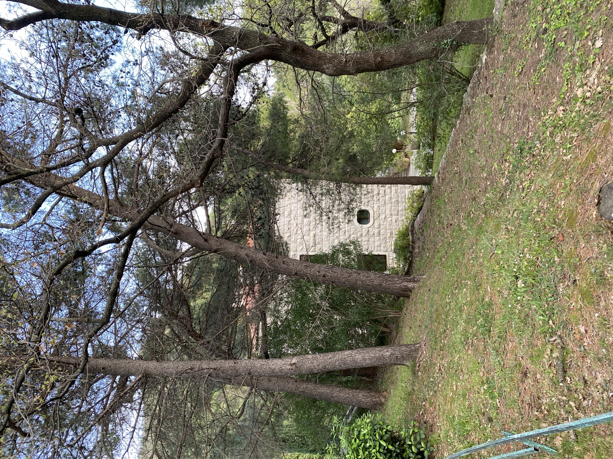 The scene depicts a natural setting with a unique architectural structure, likely situated in Sveti Stefan, Montenegro.
Foreground: There are several trees with bare branches and sparse foliage, framing the view. The ground is covered with a mixture of grass, dry leaves, and moss, with some undergrowth visible.
Background: A building with light-colored stone blocks is visible through the trees. The building has a distinctive round window.
Environment: The setting appears to be a natural, perhaps wooded area. The overall scene suggests a blend of natural landscape and human construction.