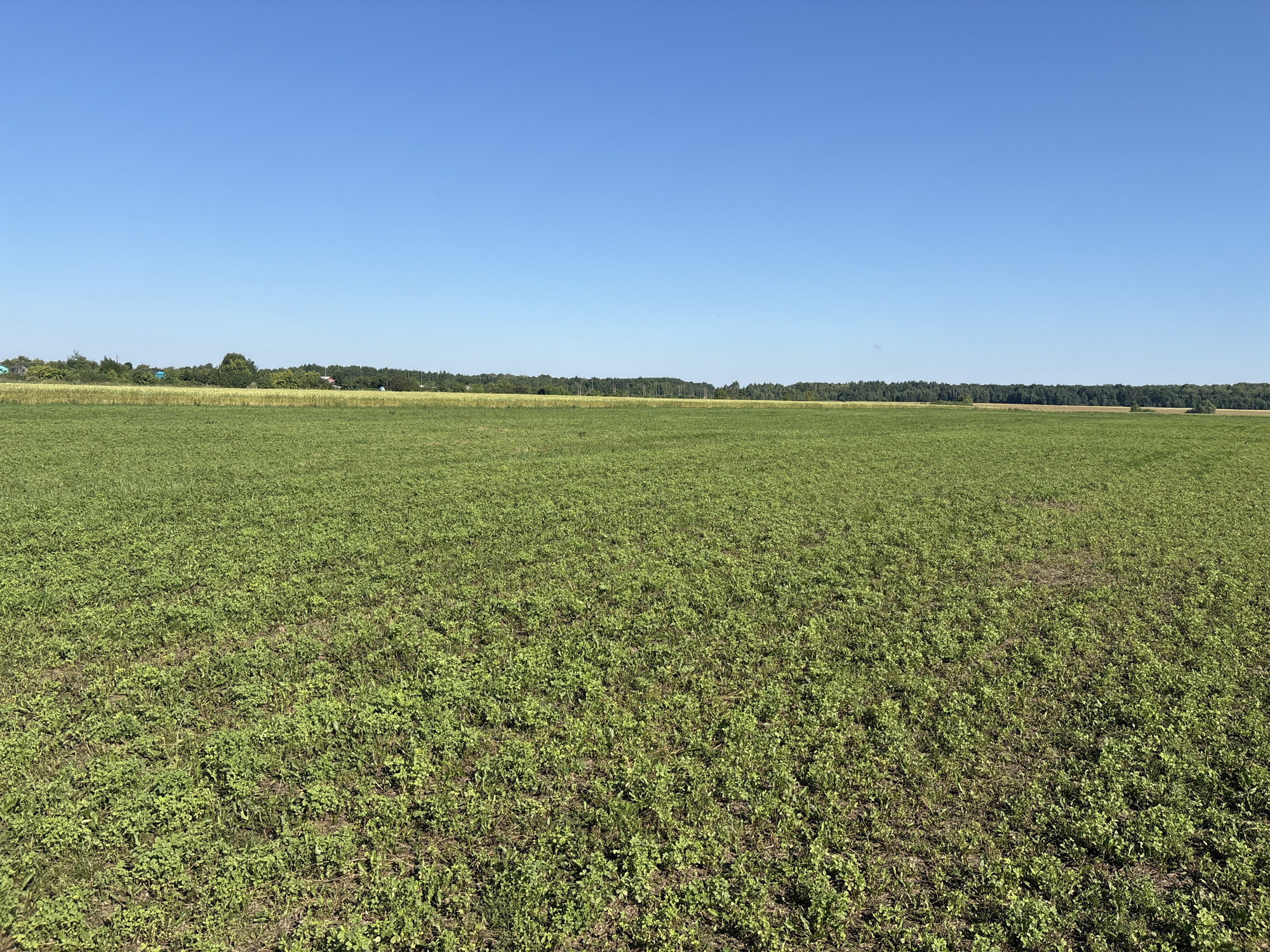 A wide, low-angle shot captures a vast expanse of lush green vegetation stretching towards a distant treeline under a clear blue sky. The foreground is dominated by the dense, textured ground cover, appearing to be a field of clover or similar low-lying plants, with patches of darker soil visible in places. Beyond this field, a narrow band of yellow-green crops or shorter grass is visible, bordering a thick, dark green line of trees that forms the horizon. Above the trees, the sky is an uninterrupted, vibrant blue, indicative of a sunny day. The scene is devoid of any human presence, animals, or man-made structures within the immediate frame, creating a sense of expansive, natural landscape. The location is identified as Yamurza, Russia.