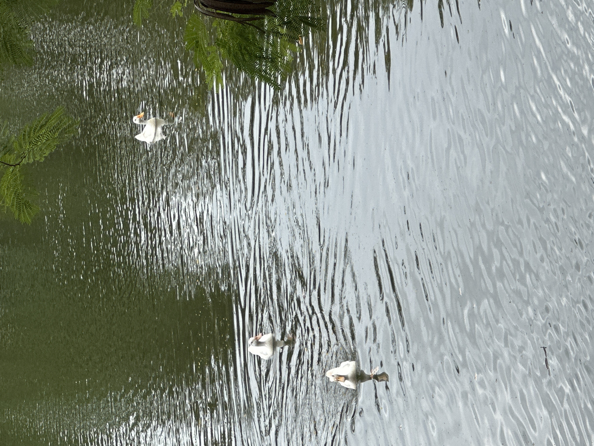Four white ducks are swimming in a body of water. One duck is further away in the upper right corner of the image. Three ducks are closer to the viewer in the lower half of the image. The water is dark green and appears to be a pond or lake. There are some green branches of trees hanging over the water in the upper right and left of the image. The scene appears to be in a natural setting, likely a park or a botanical garden in Kuta Selatan, Indonesia.