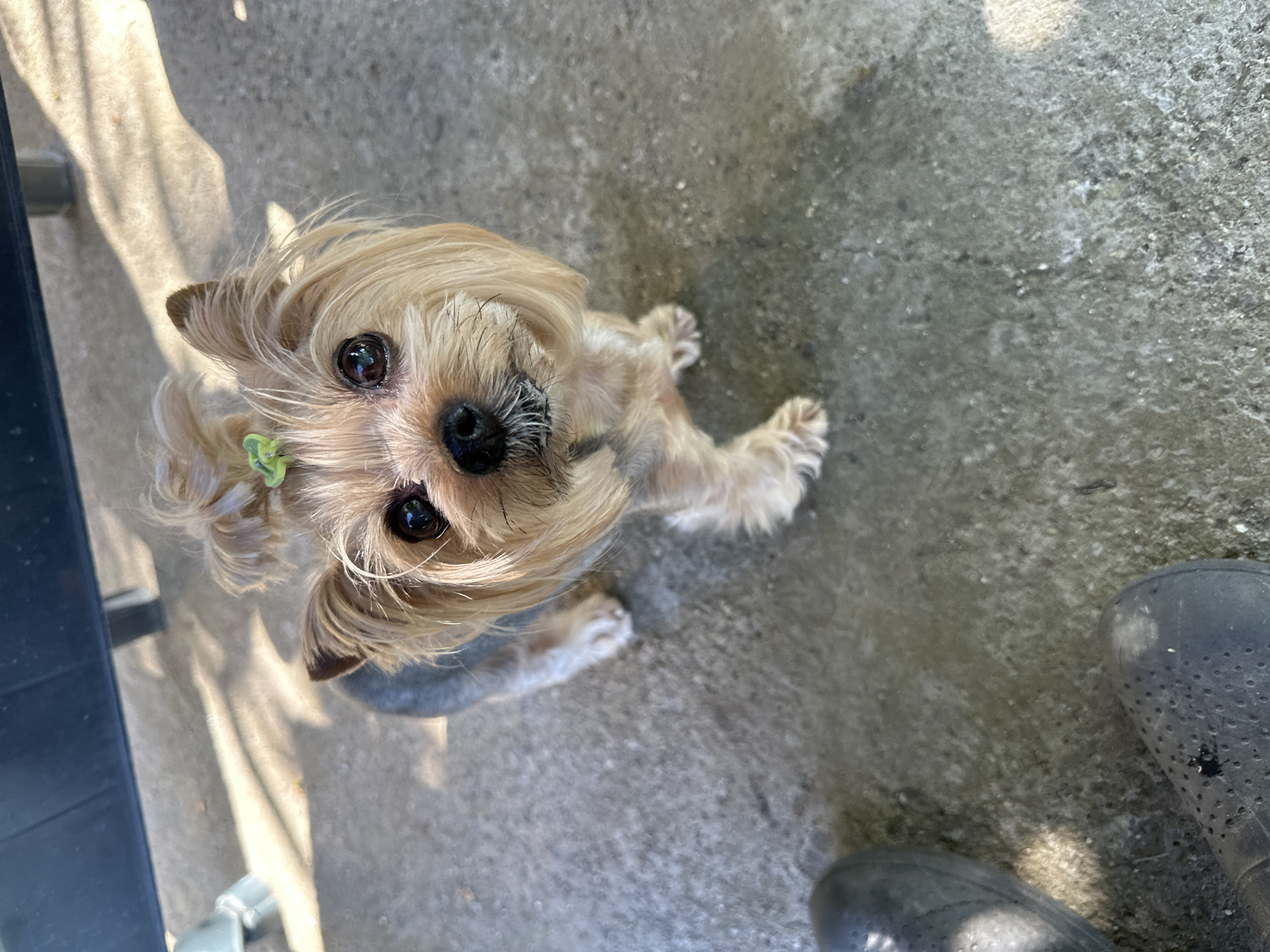 A small, long-haired, brown and tan dog sits on a gray concrete surface. The dog has dark eyes and a small, black nose. A green decorative hair clip is visible in its hair. A black object, potentially part of a chair, is partially visible on the left edge of the image. Part of a black, perforated boot is visible on the lower right edge of the image. The location is unknown. No people are visible.