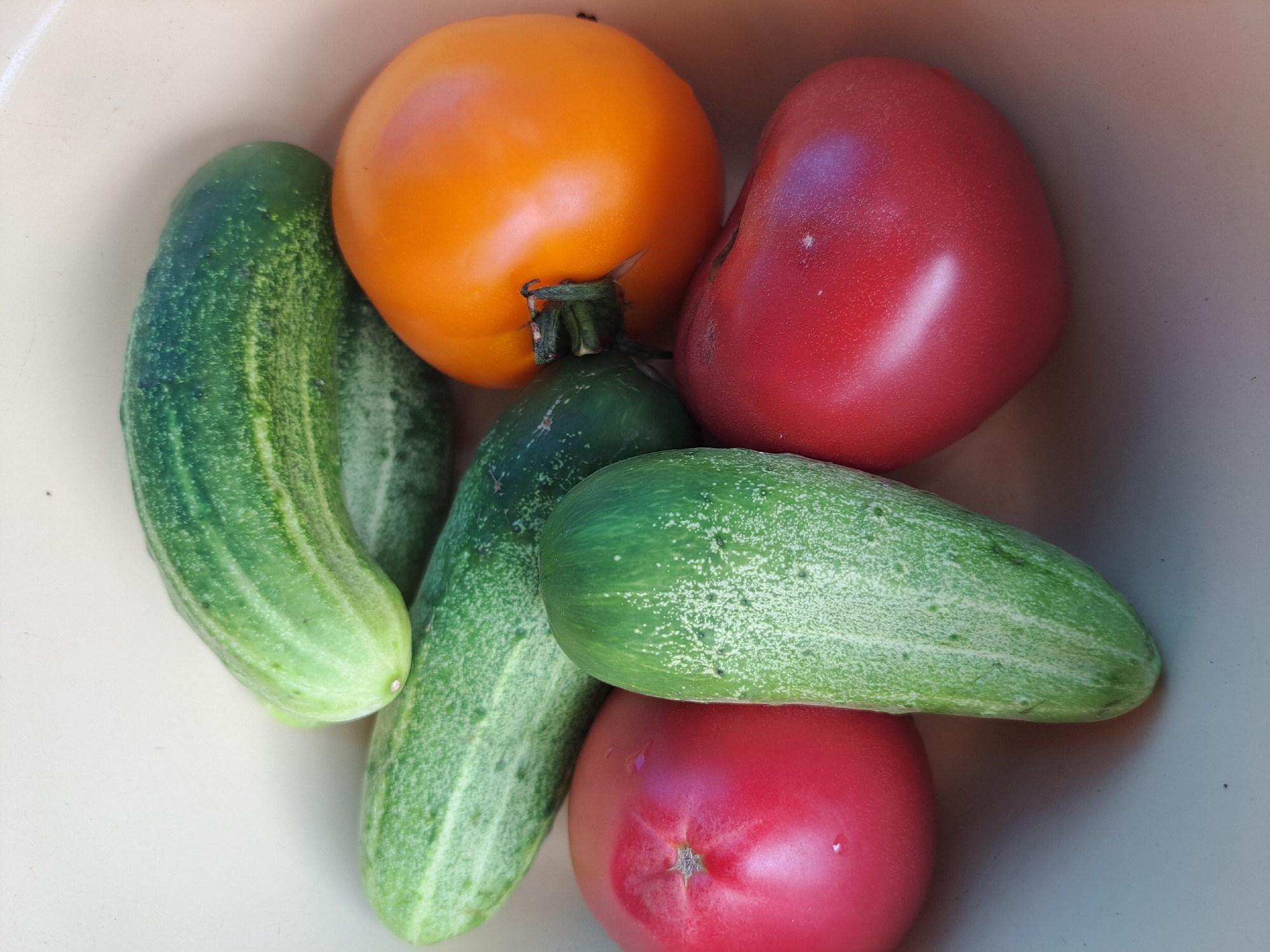 A close-up, overhead shot shows a collection of fresh, ripe produce in a light-colored container, possibly a bowl or tub. The subjects are arranged in a loose pile. The produce includes four green cucumbers and three tomatoes. Two of the tomatoes are a deep red, one is a vibrant orange, and the cucumbers are a lighter green with distinct stripes. The scene is brightly lit, highlighting the texture and color of the vegetables. The background is a plain, neutral color, suggesting an indoor setting or a shaded outdoor area. The location of Vypasne, Ukraine is not depicted in this image.