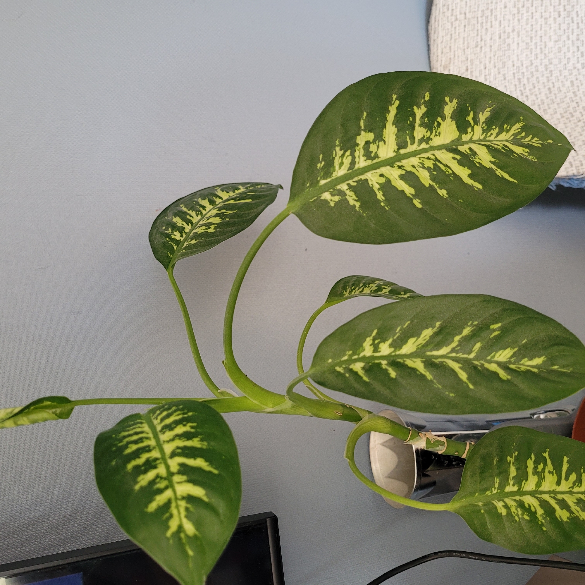 The image shows a close-up of a Dieffenbachia plant with large, dark green leaves featuring irregular yellow markings. The plant is in a silvery pot and is positioned against a textured, light blue-gray wall. A black cable is visible on the left side of the image, and a white, textured surface, possibly upholstery, is present on the right. The lighting suggests an indoor setting, likely during the day, with soft, diffused light. There are no people visible in the image. The plant appears healthy, with several leaves at various stages of growth, some unfurling. The location is not specified as being in the city of Jūrmala, Latvia.