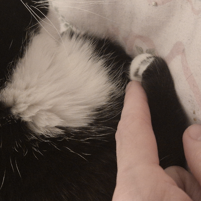 A close-up shot depicts a black and white cat and a human hand. The cat is primarily black with white markings on its chest and neck. A human finger gently touches one of the cat's black paws, which has a white tip. The cat appears to be resting on a surface with a patterned fabric. The overall tone is intimate and gentle.
