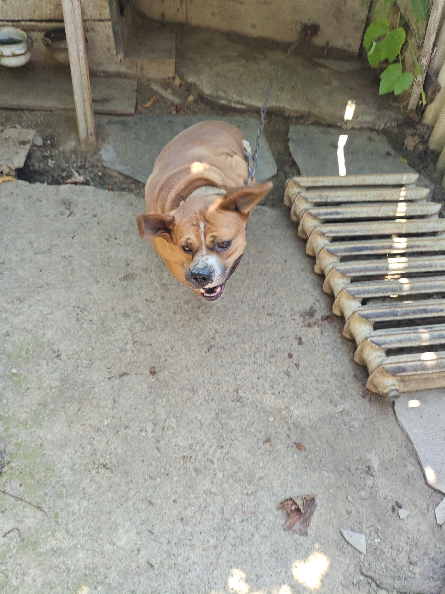 An overhead shot shows a brown and white pit bull mix dog on a concrete surface. The dog is wearing a collar and leash. The dog appears to be panting or smiling. To the right of the dog is a rusty, multi-sectioned radiator lying horizontally. Behind the dog is a wooden structure with some debris on the ground. The scene is outdoors, possibly in a yard or alleyway. The location is identified as Armavir, Russia.