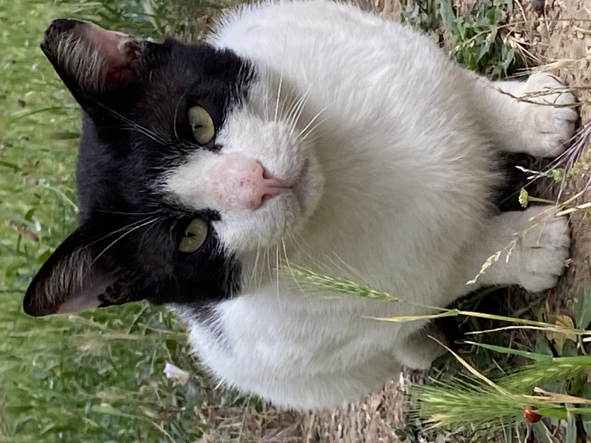 A black and white cat is lying in the grass. The cat has a pink nose and green eyes. There is a ladybug on a blade of grass near the cat's paws. The location is likely Budva, Montenegro.