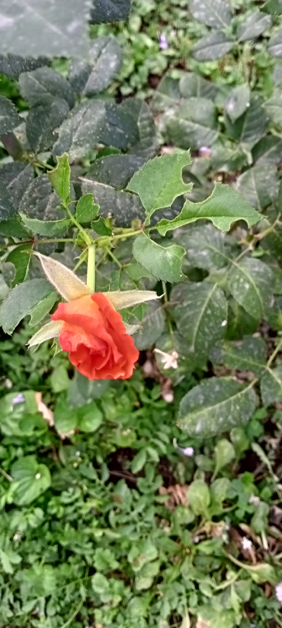 The image shows an unopened orange rosebud surrounded by green foliage and leaves. The rosebud is positioned in the upper left quadrant of the image, hanging from a stem. The leaves are varied in size and shape, with some showing signs of damage. The background consists of a dense layer of green plants. The scene appears to be outdoors, likely in a garden or natural setting within Sokuluk, Kyrgyzstan. There are no people or animals visible in the image. The lighting suggests it may be daytime.