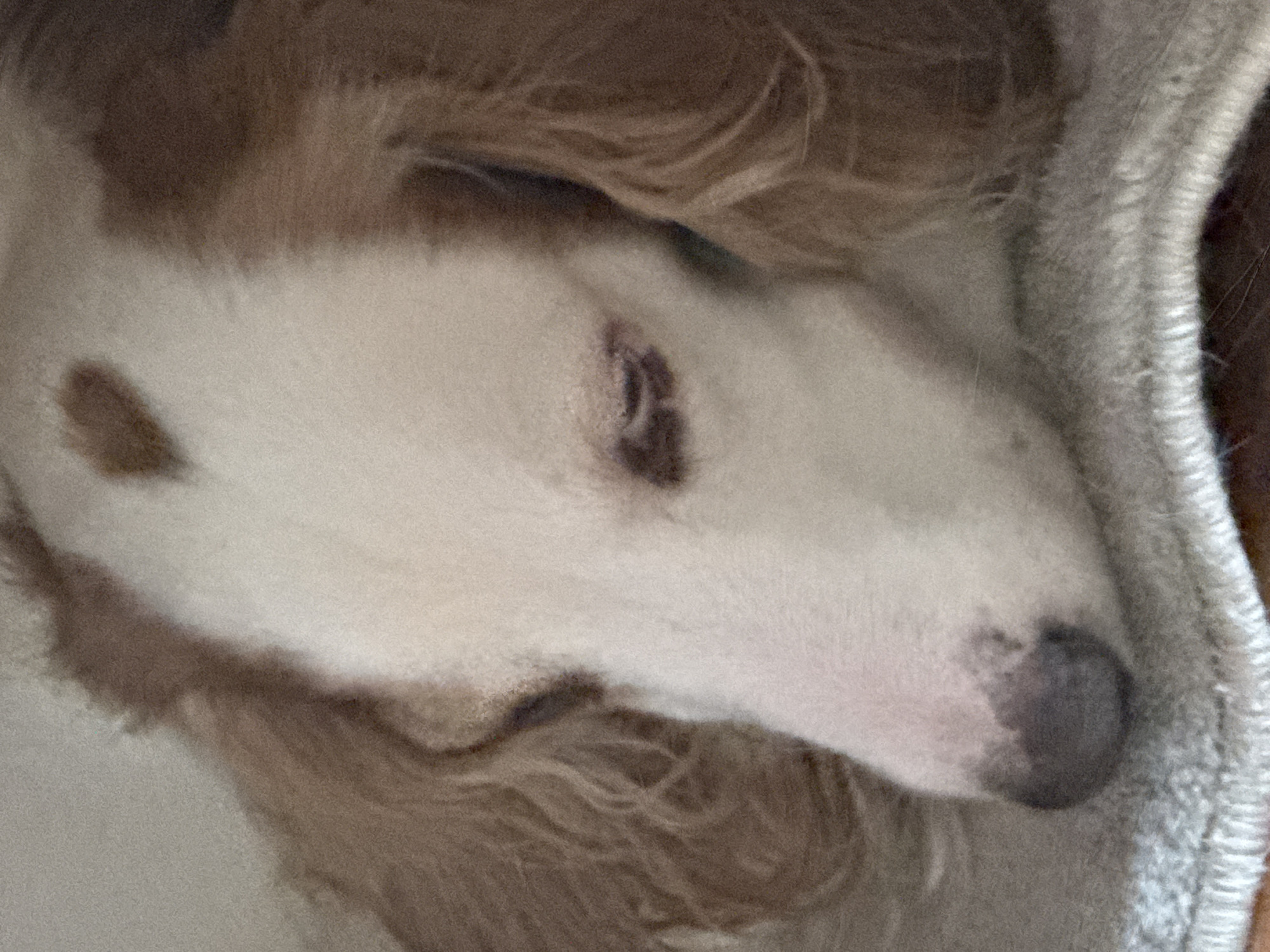 The image is a close-up, horizontal shot of a dog, possibly a Border Collie or a similar breed, with white and brown fur. The dog appears to be sleeping or resting, tucked into a soft, textured beige fabric, likely a blanket or a bed. The focus is on the dog's head, particularly its muzzle and eye area. The dog's eye is partially visible, a dark slit within a patch of brown fur. Another brown spot is visible on the white fur of its face, to the left of its eye. The fur texture is soft and fluffy. The lighting is dim, suggesting an indoor setting or perhaps a shaded outdoor location. The overall mood conveyed is one of comfort and peacefulness. There are no visible humans, text, or explicit location cues that would place it specifically in Moscow, Russia, beyond the provided context.