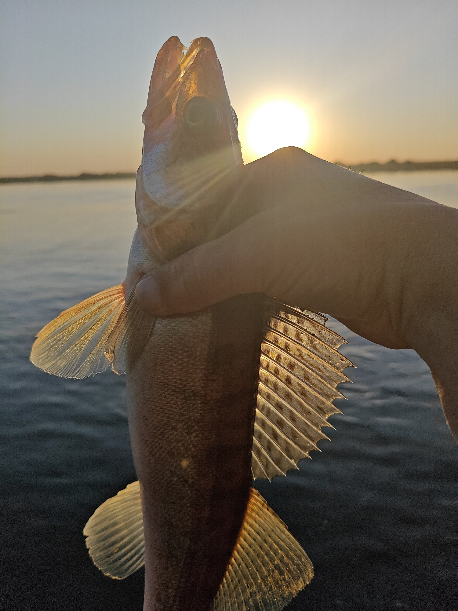 A person's hand is holding a fish in front of a body of water and a sunset. The fish is mostly silver with translucent fins and a spiny dorsal fin. The sun is positioned directly behind the fish's head. The water in the background is dark, while the land in the distance is a blurry horizon. No definitive evidence indicates this scene occurred in the city of Chaikovsky, Russia.